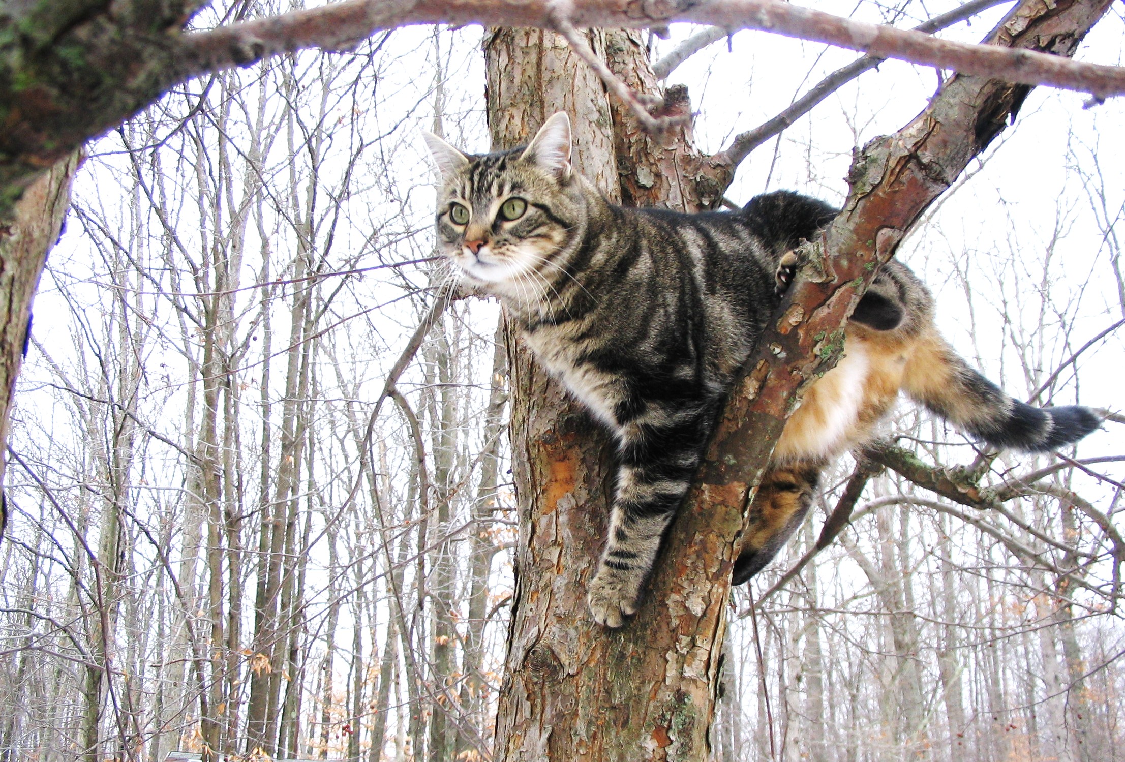 Cat Up A Tree (user submitted)