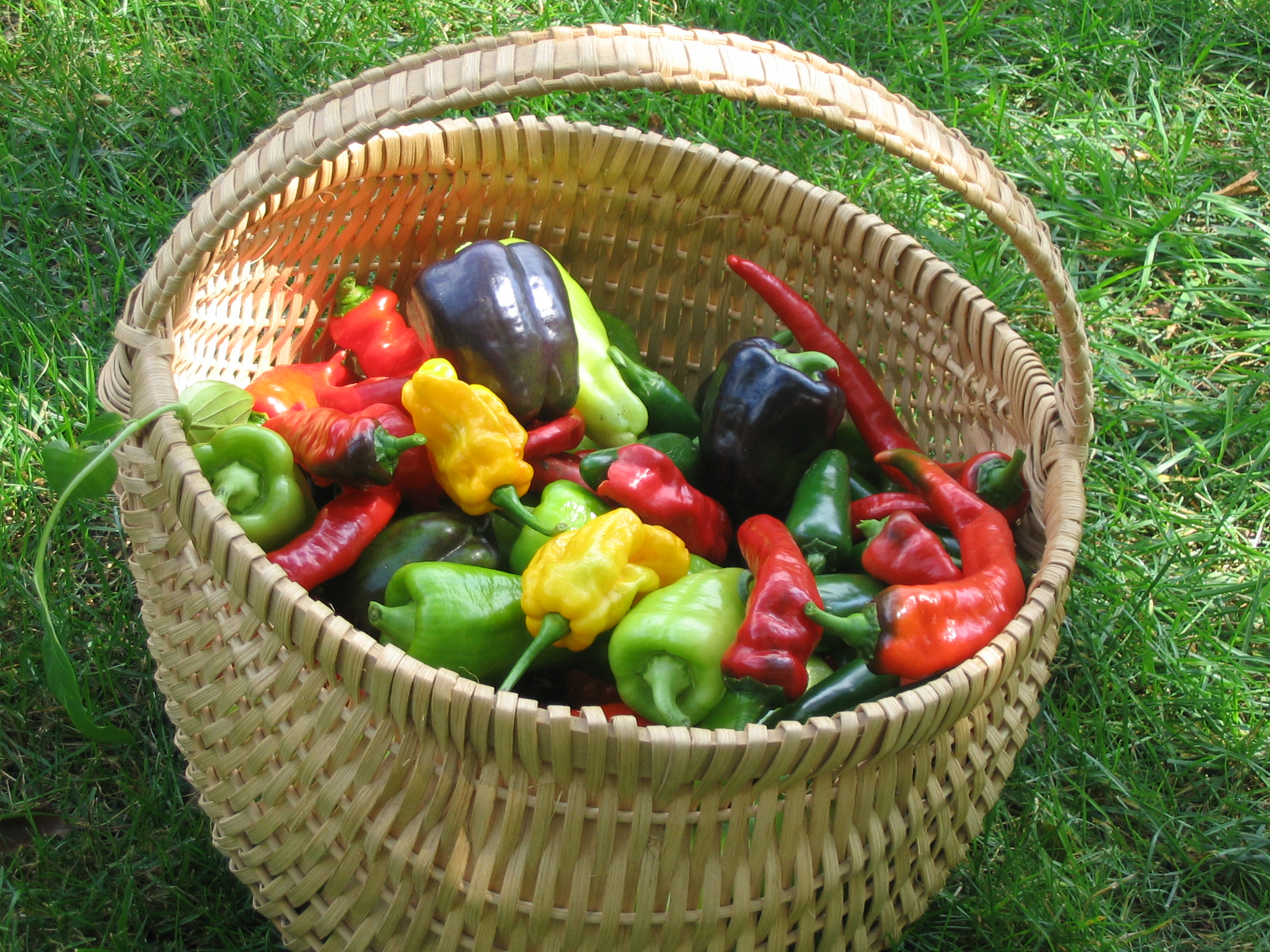 Hot Pepper Harvest (user submitted)