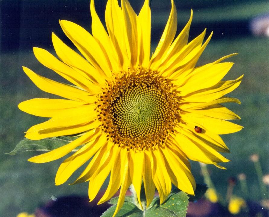 Sunflower (user submitted)
