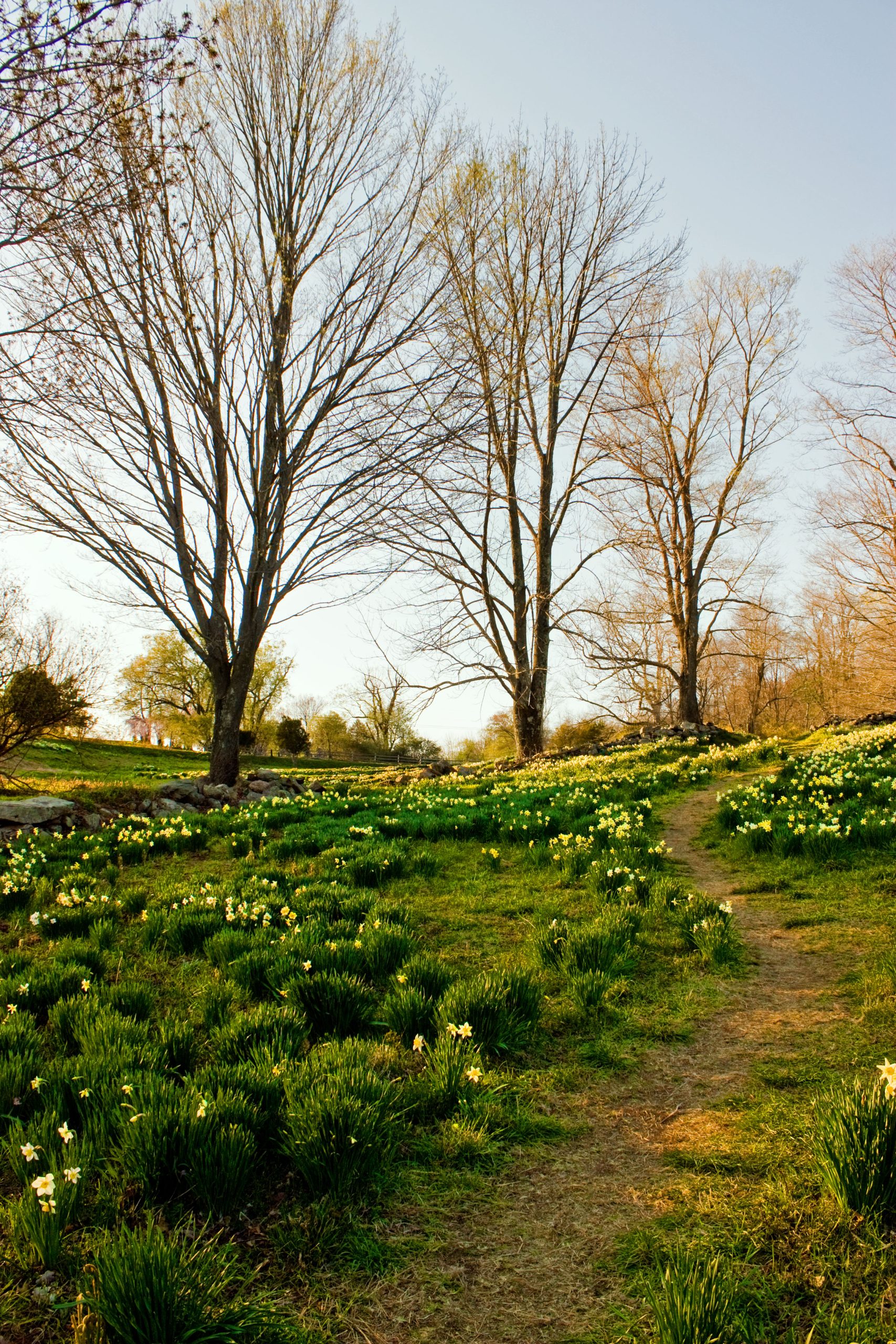 Trail To Daffodils (user submitted)