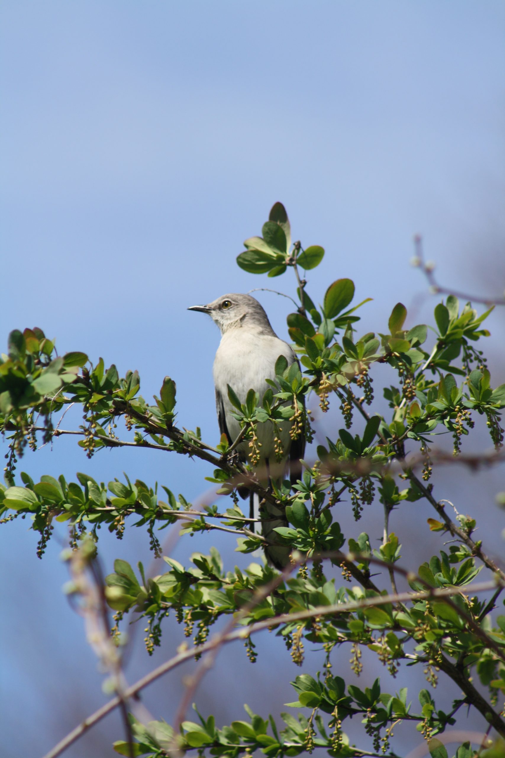 Northern Mockingbird (user submitted)