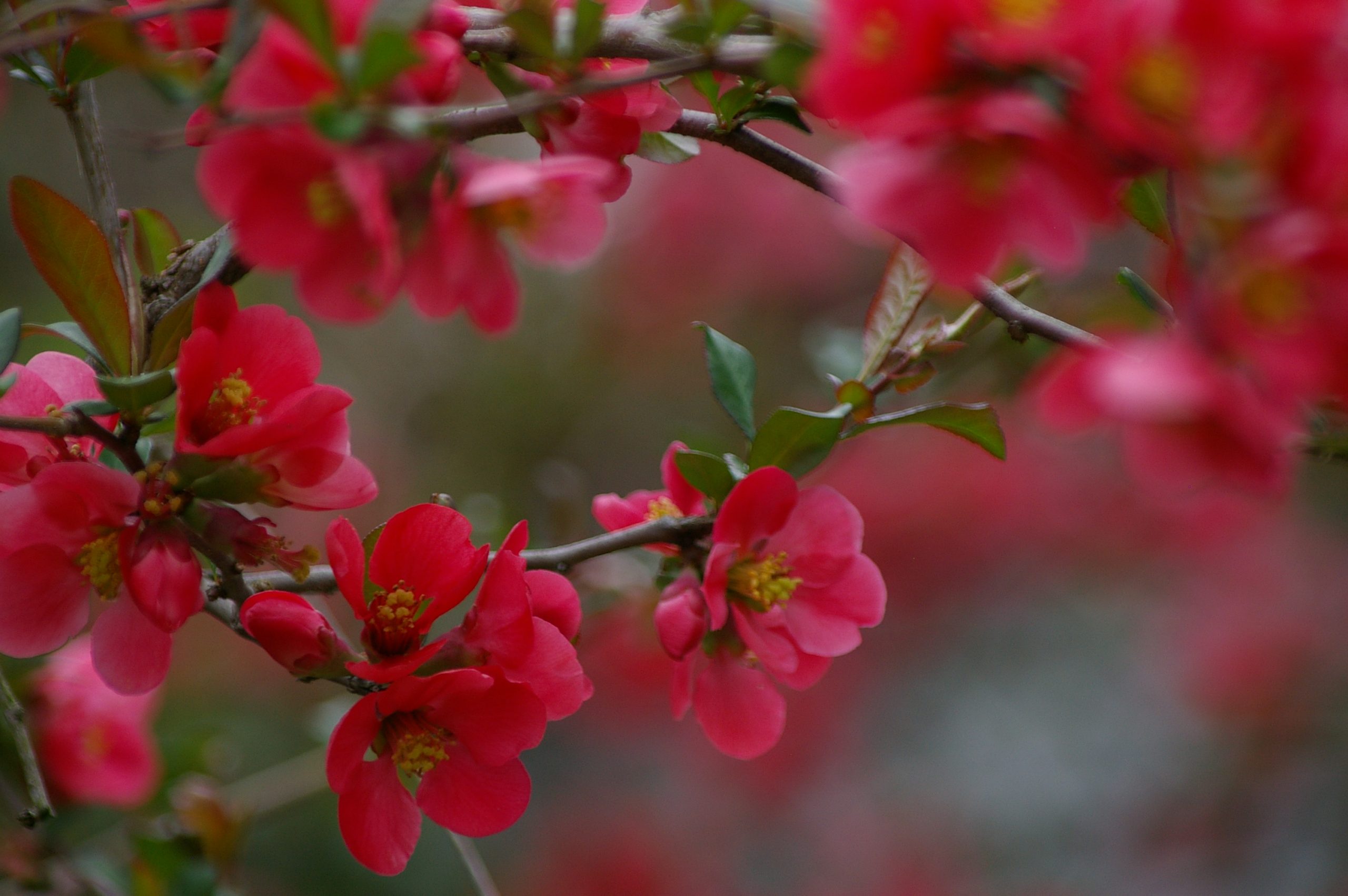 Japanese Quince (user submitted)