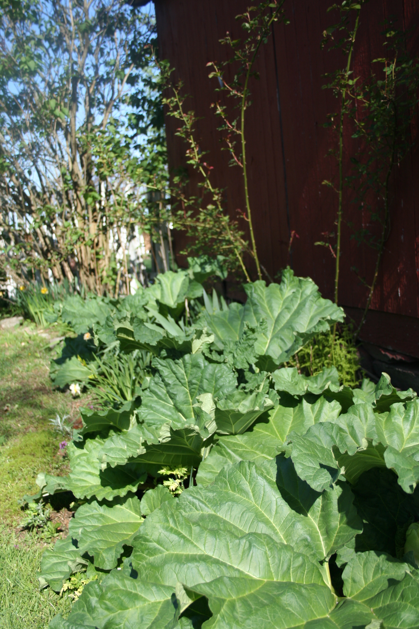 Rhubarb&#8217;s Up! (user submitted)