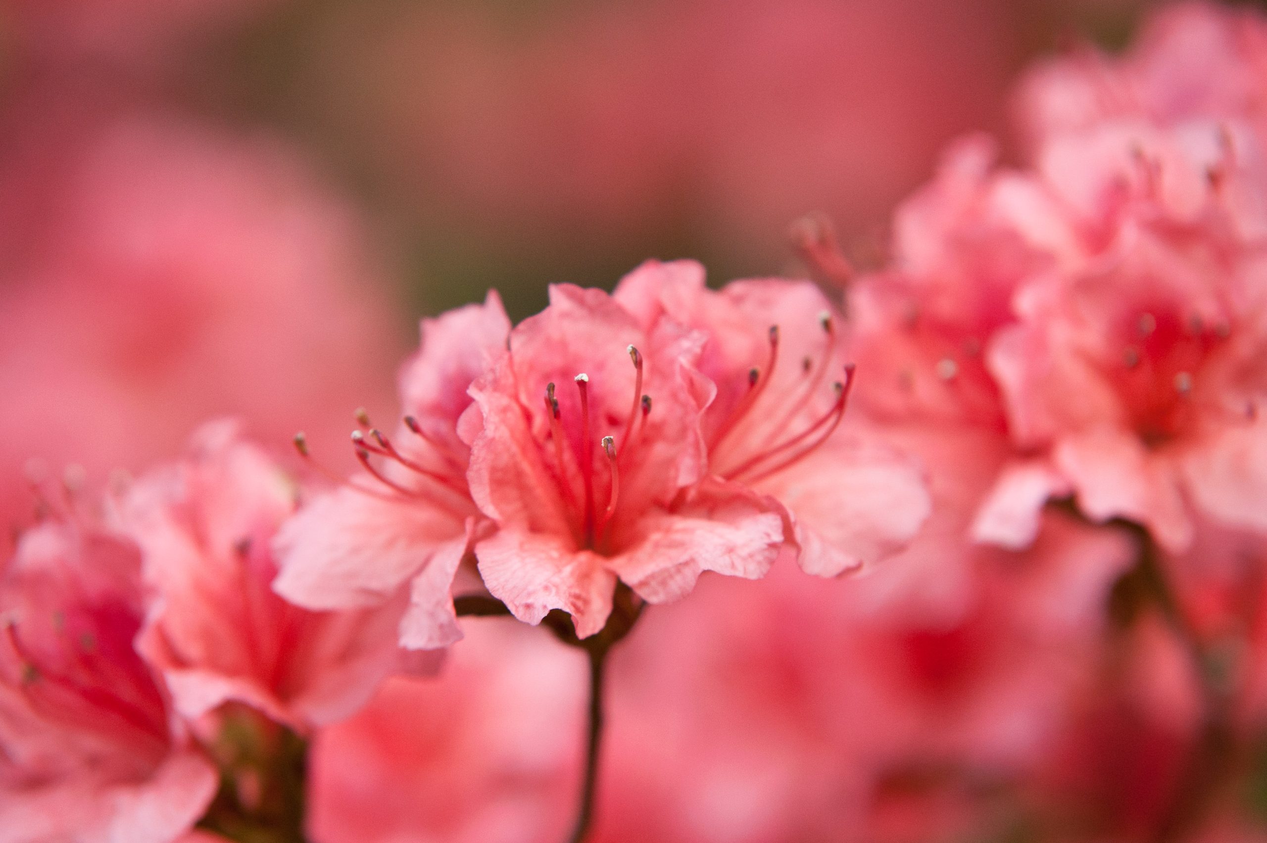 Pink Spring Bloom (user submitted)