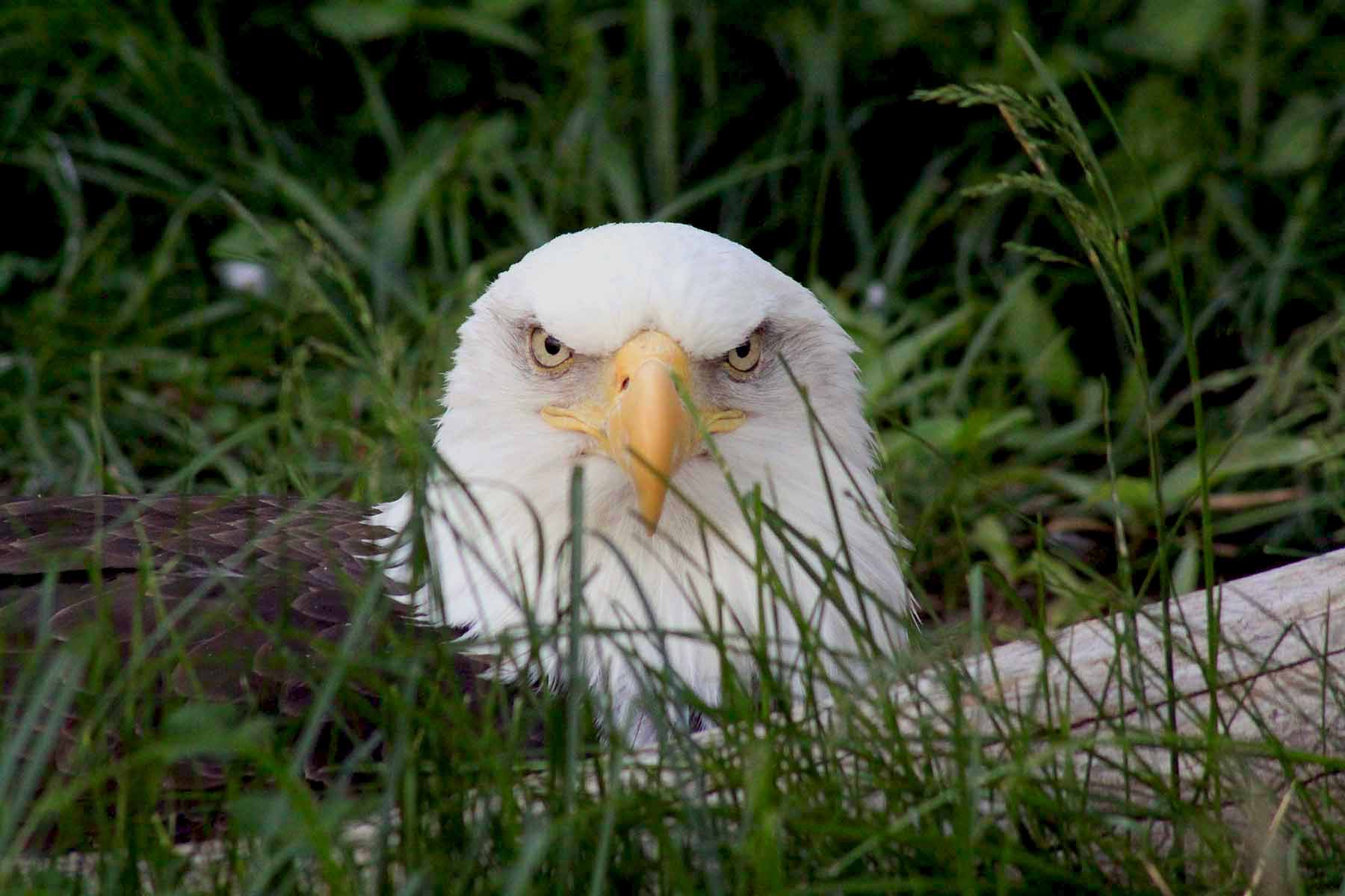 Eagle Asking Are You Looking At Me? (user submitted)