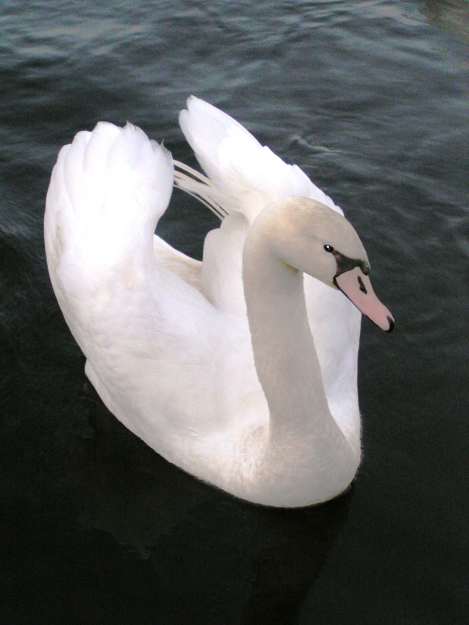 Swan On Blackwater (user submitted)