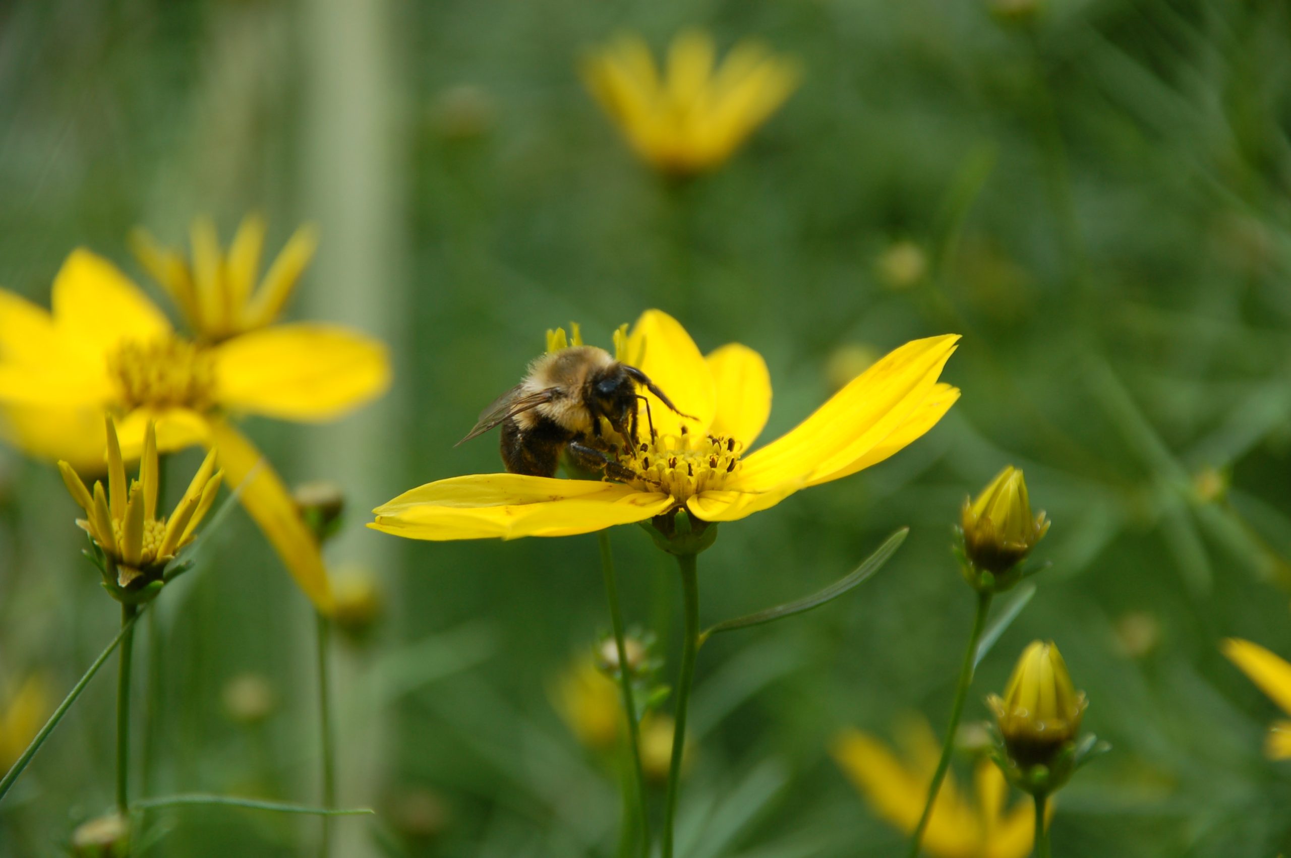 Busy Bee (user submitted)