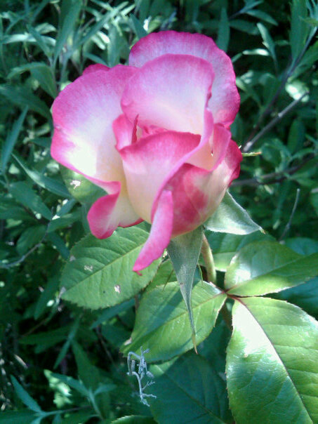 Rose At Roseledge  (user submitted)