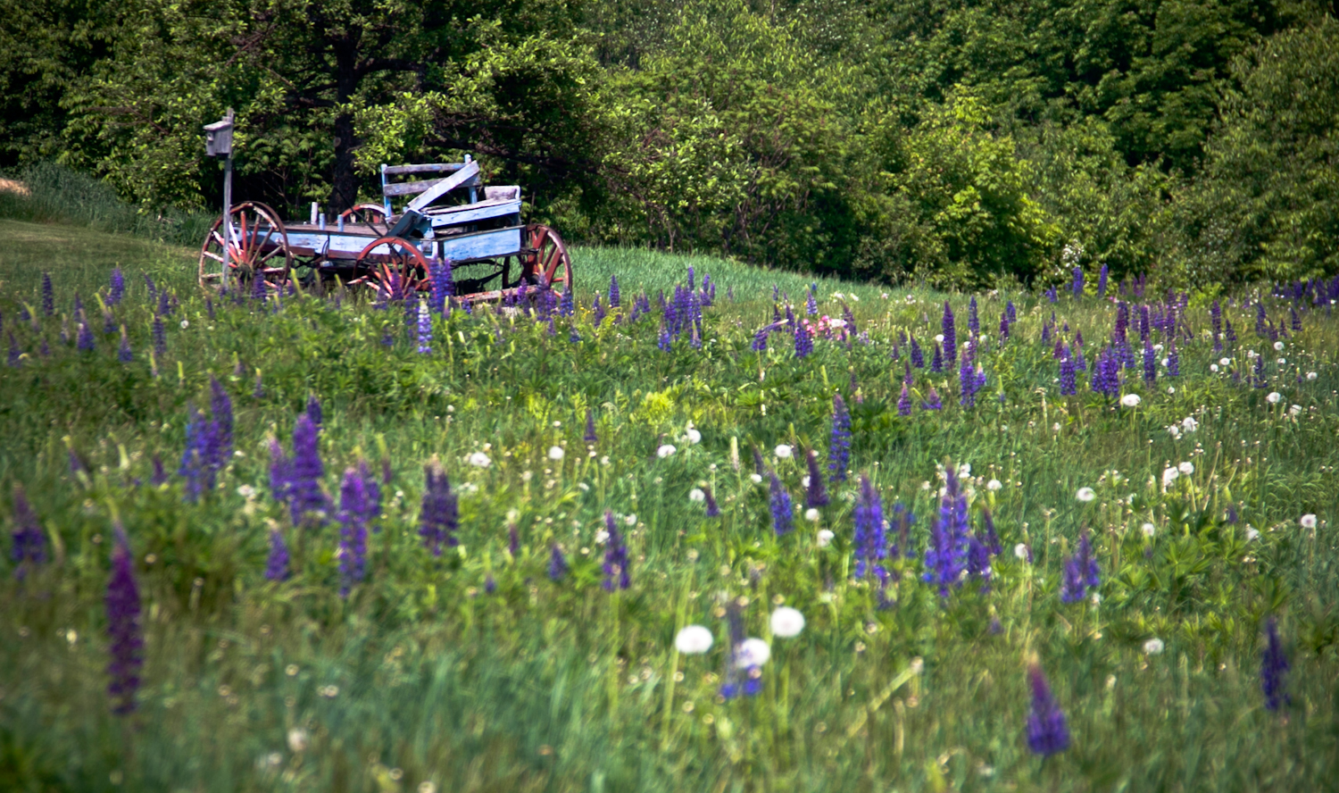 Sugar Hill Lupine Festival (user submitted)