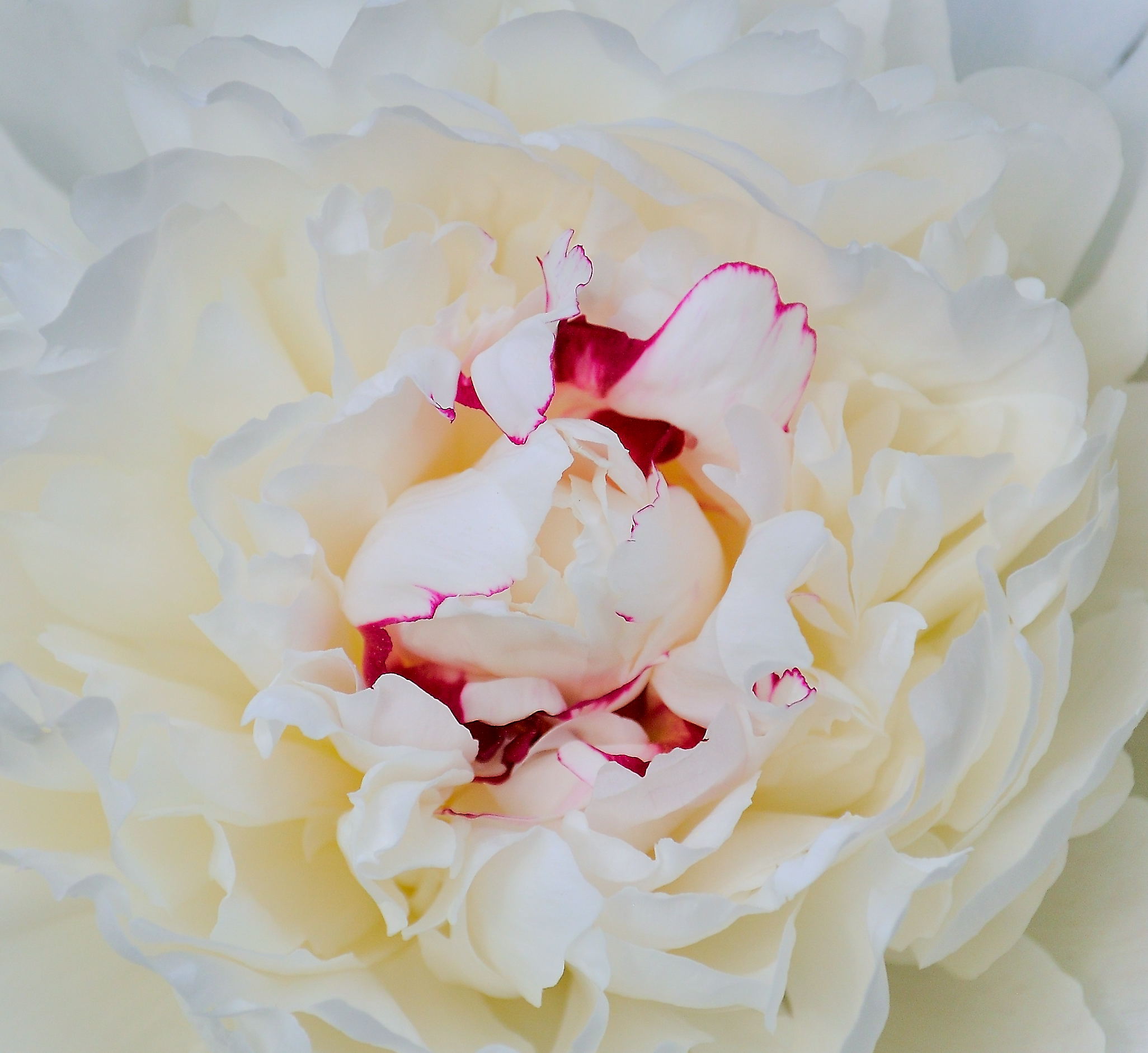 Peony In Bloom (user submitted)