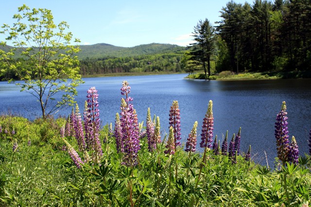 Lupines At Pearl Lake (user submitted)