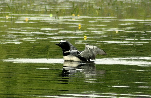 Loon At Lake Massabesic (user submitted)