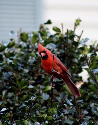 Red Cardinal (user submitted)