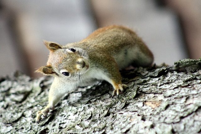 Chipmunk Up A Tree! - New England