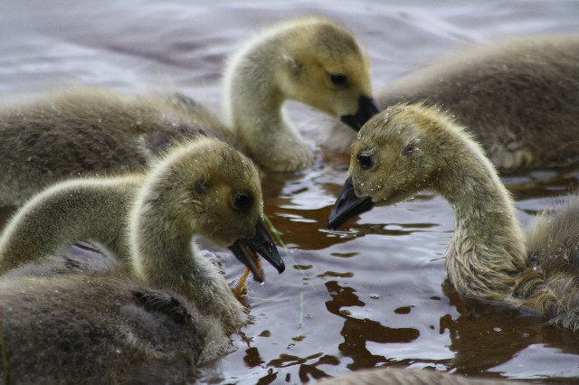 Goslings Playing Together (user submitted)