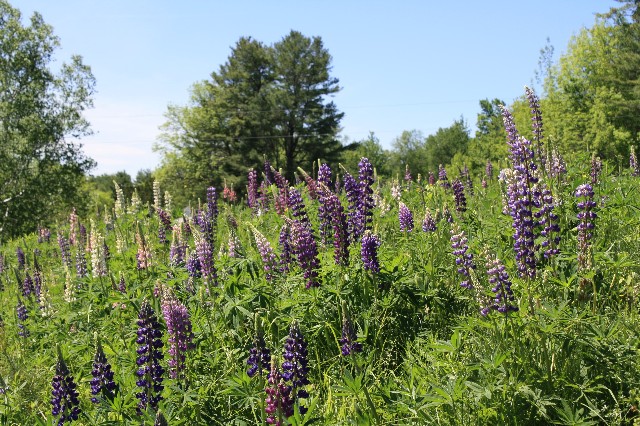 Field Of Lupines (user submitted)