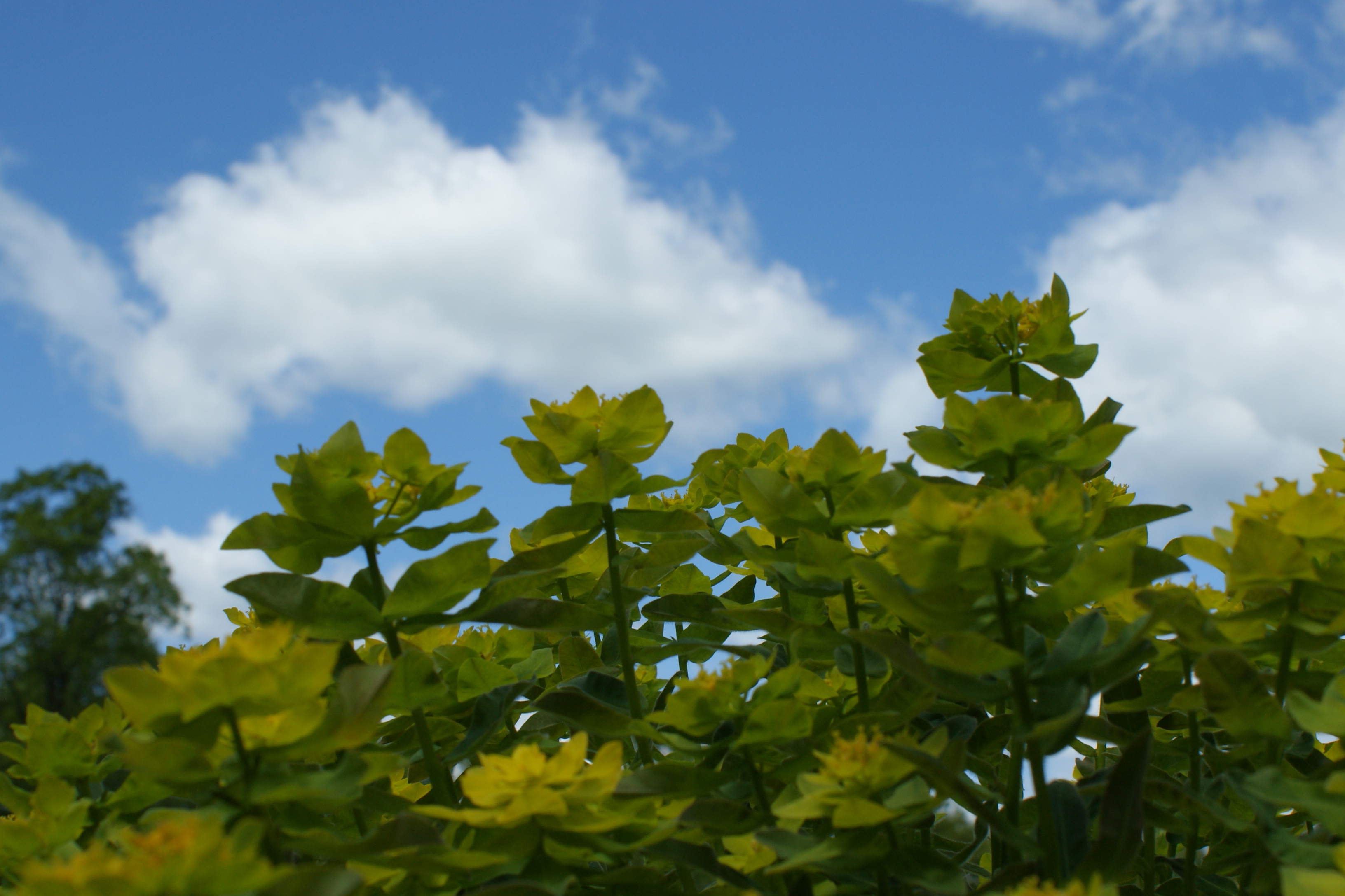 Spring Flowers New England Today