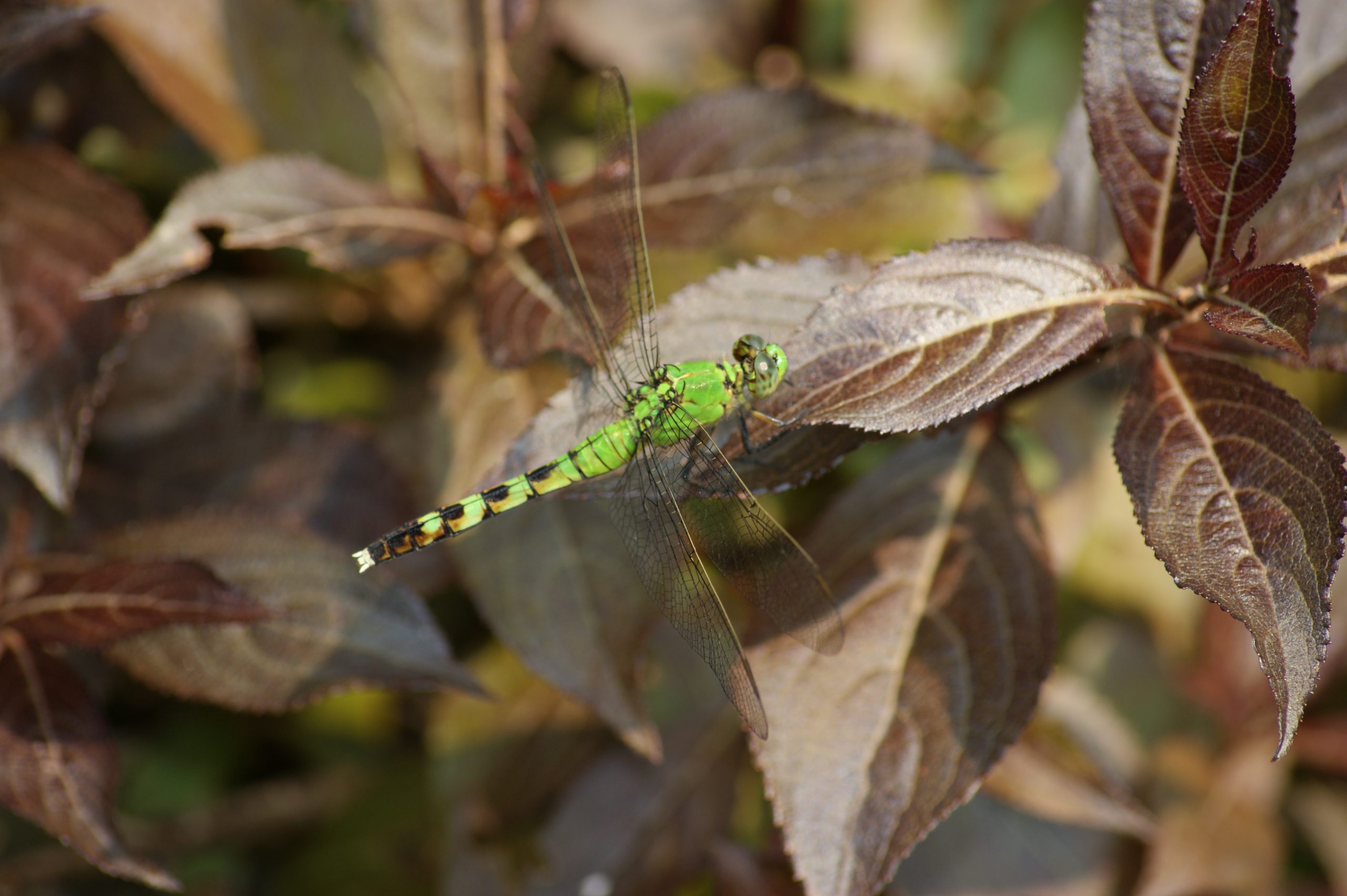 Green Dragonfly (user submitted)
