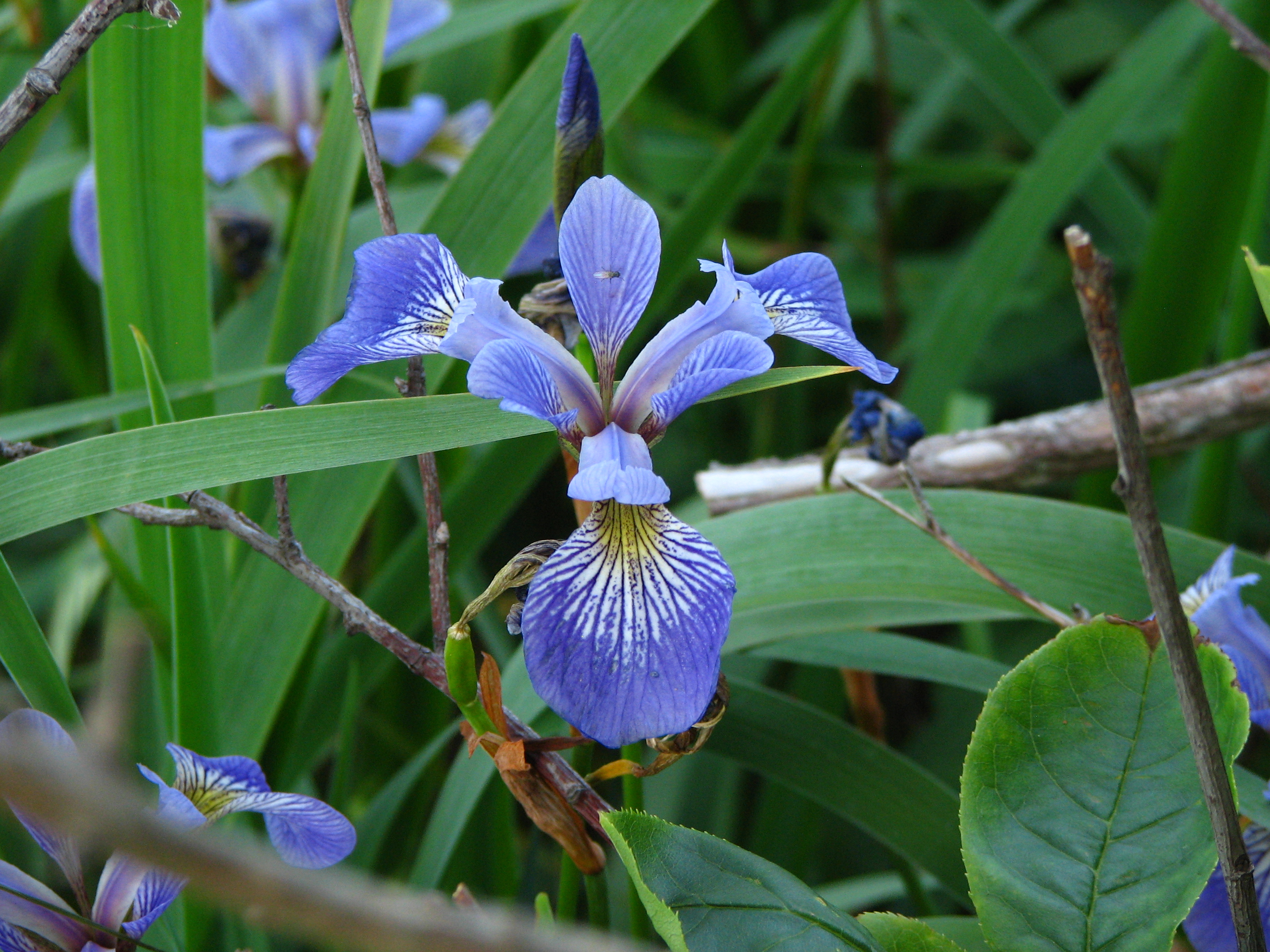 Wild Iris New England Today