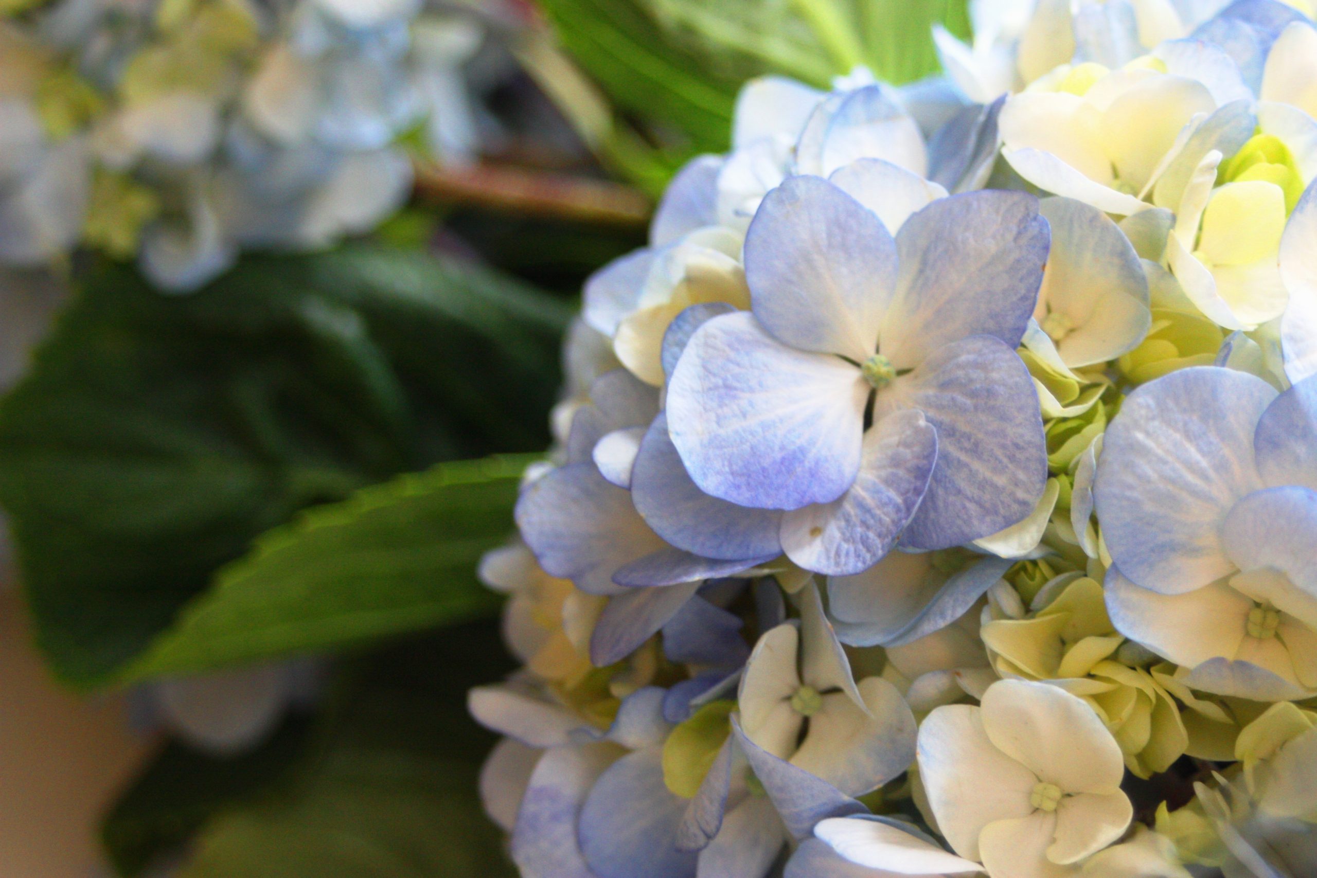 Hydrangeas (user submitted)