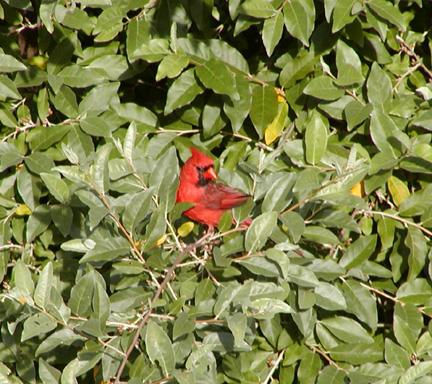 Male Cardinal in tree (user submitted)