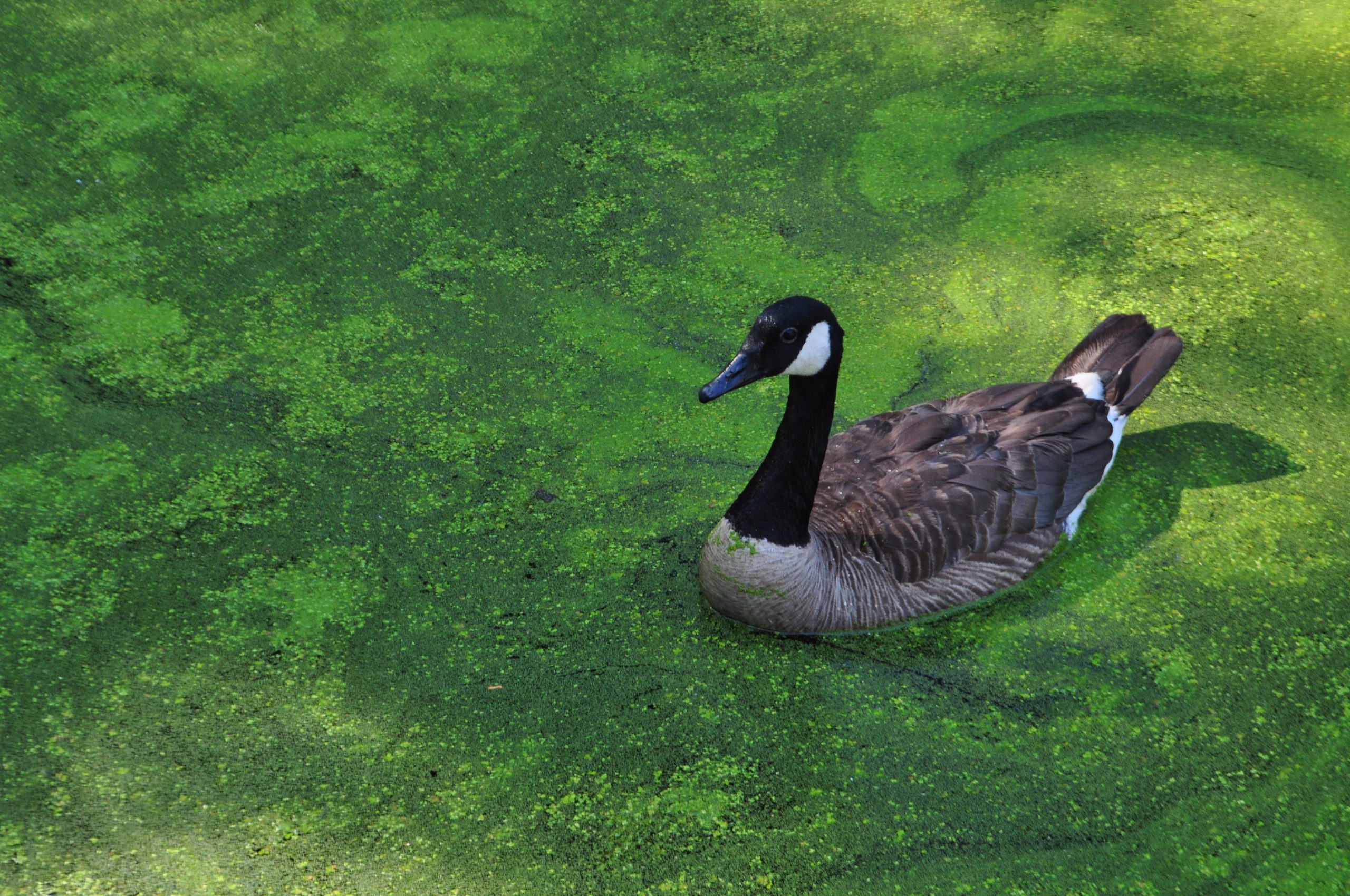 Goose In Duckweed (user submitted)