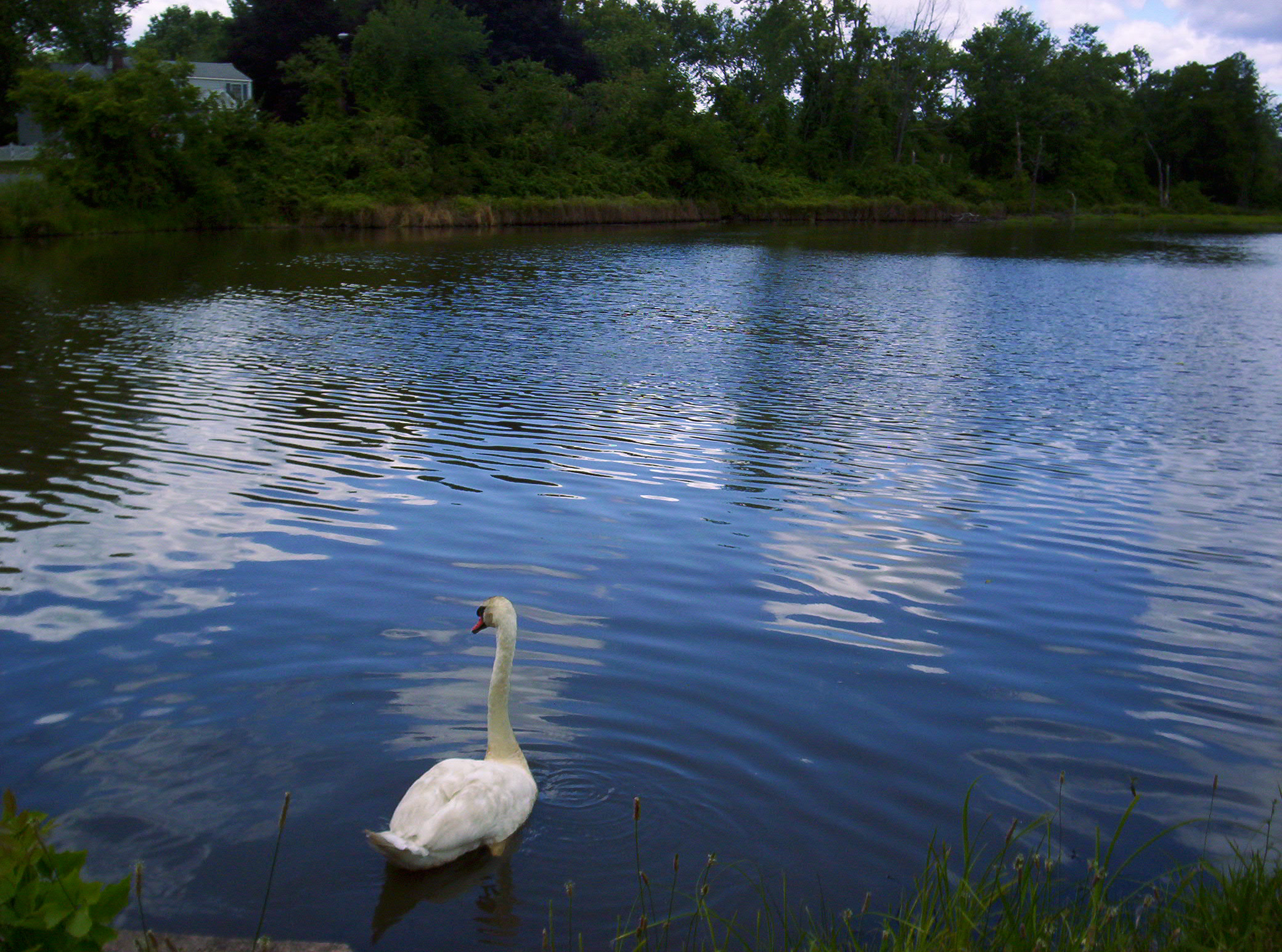 Swan On Pond (user submitted)