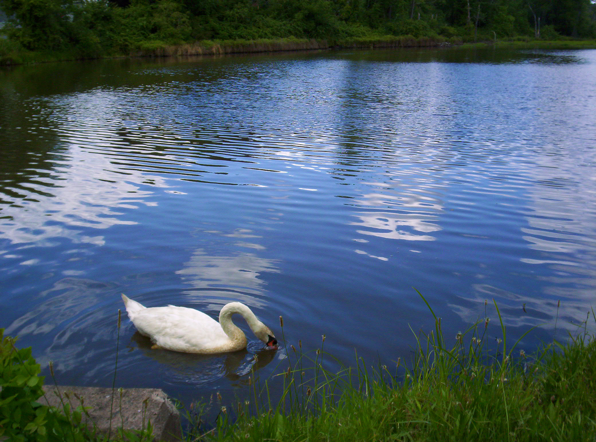 Swan  (user submitted)