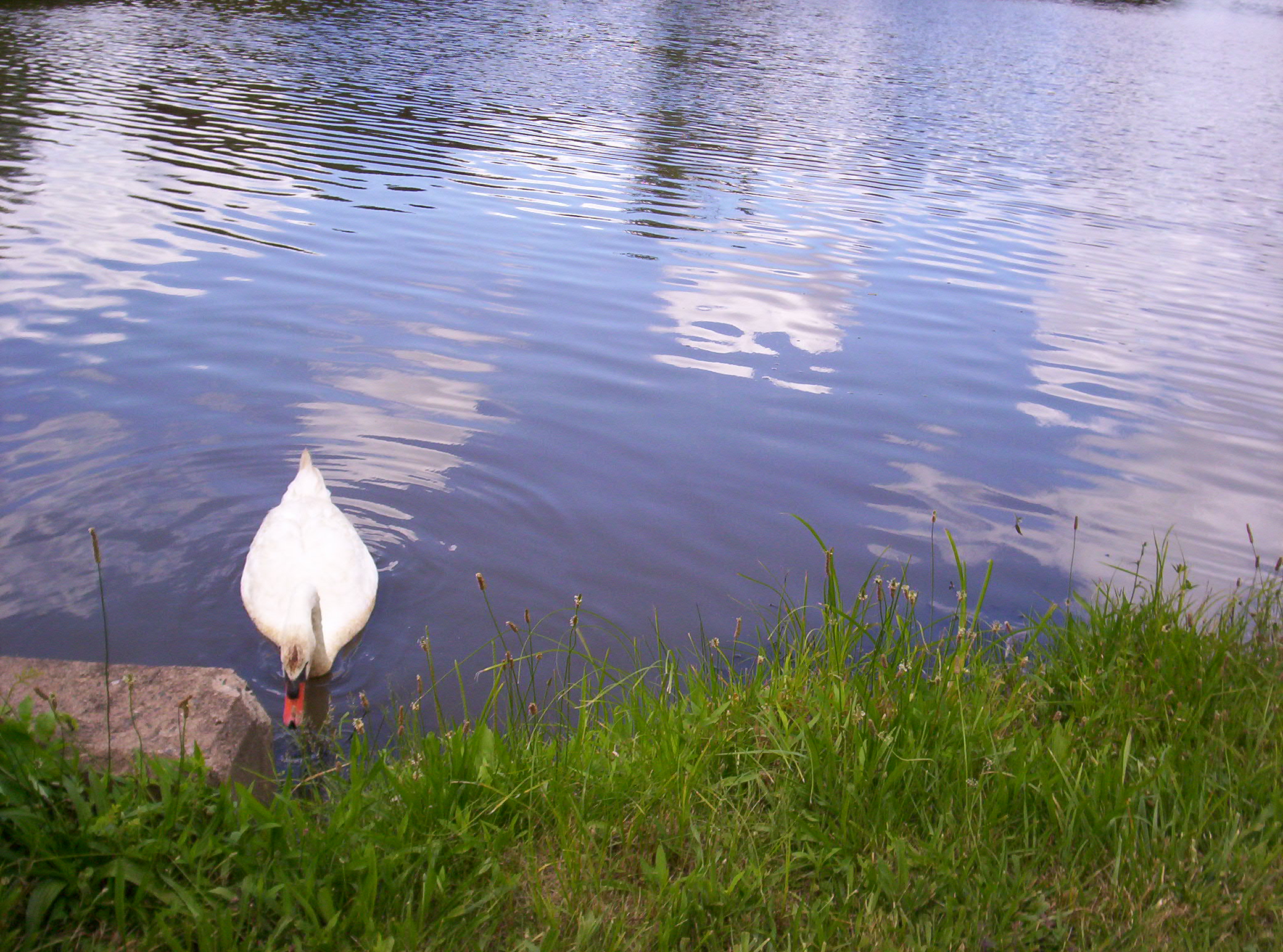 Swan On Water (user submitted)