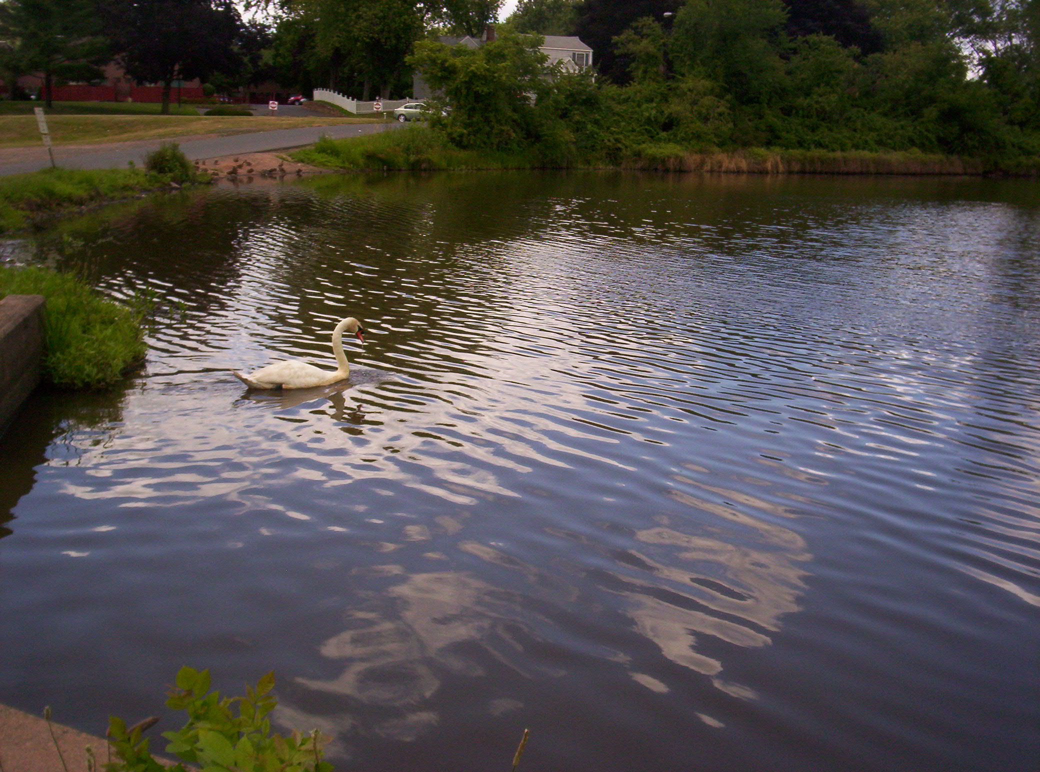 Swan Swimming (user submitted)