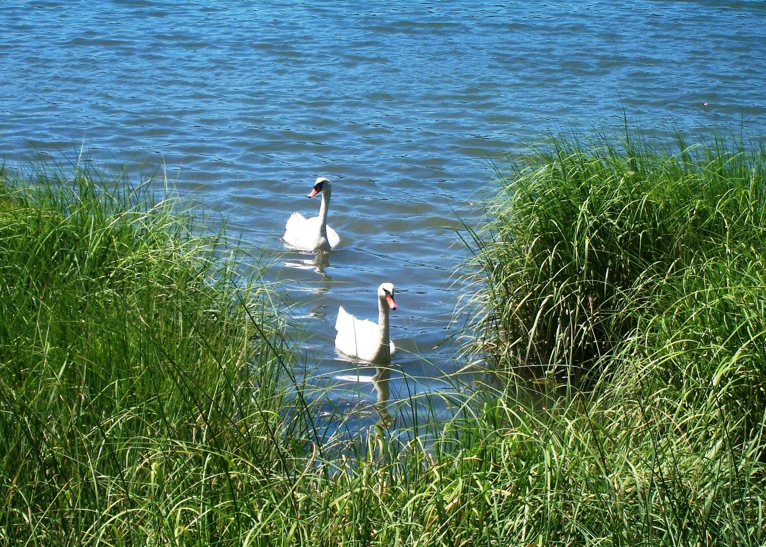 Swans At Salt Pond (user submitted)