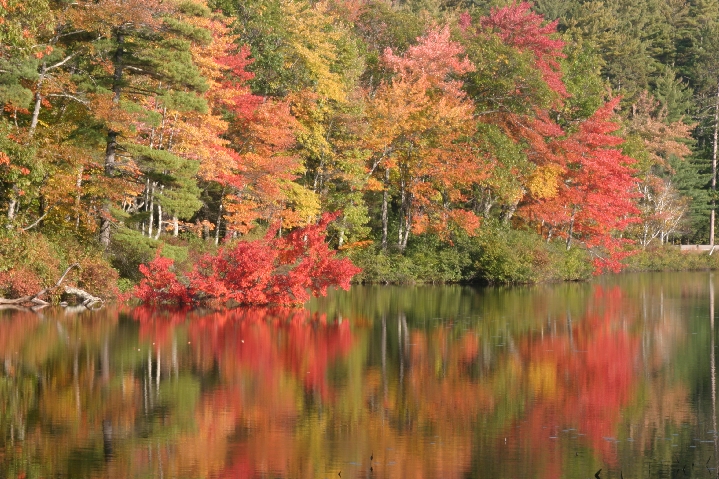 Pond full of color (user submitted)