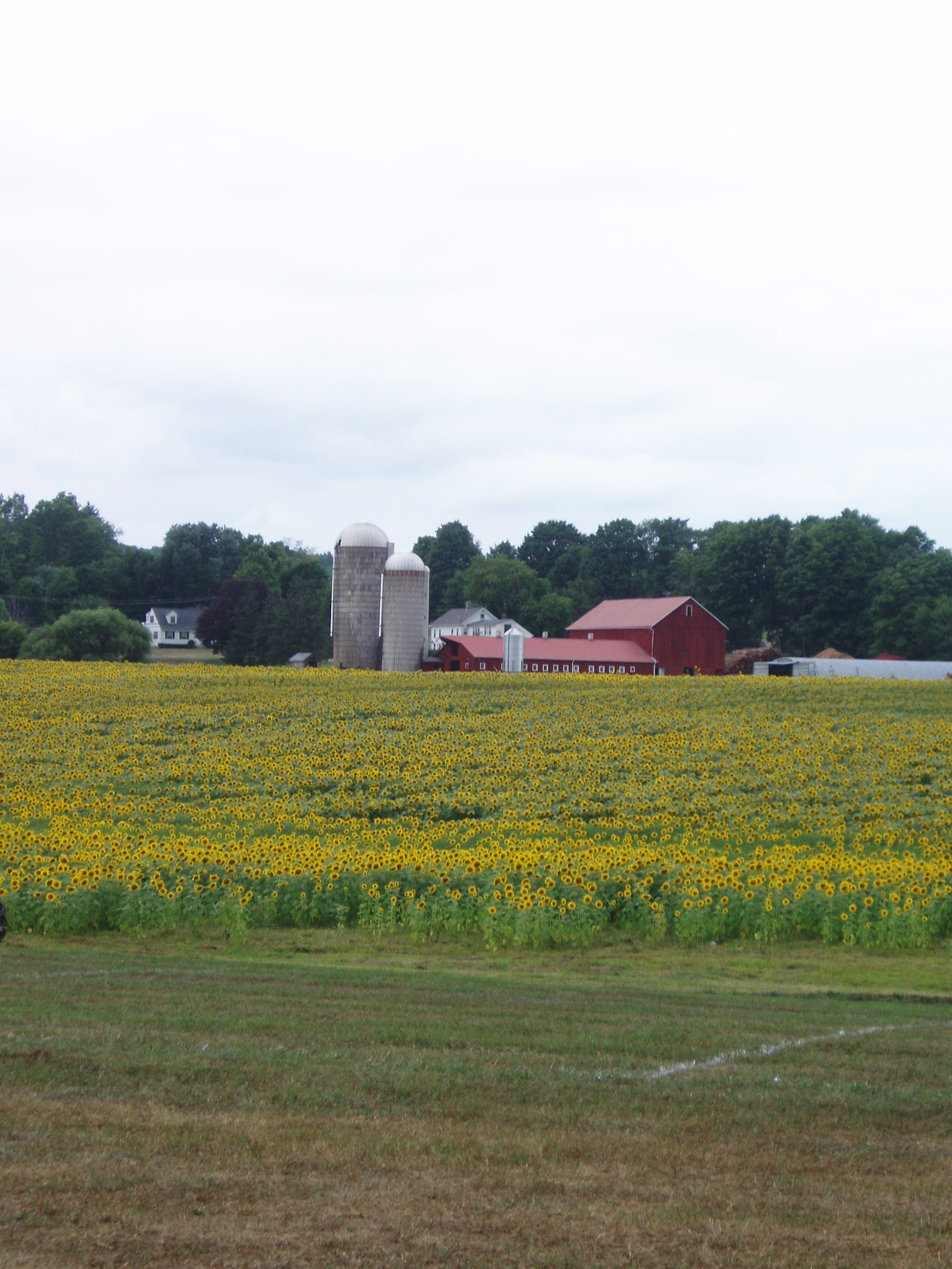 Fields Of Yellow. (user submitted)