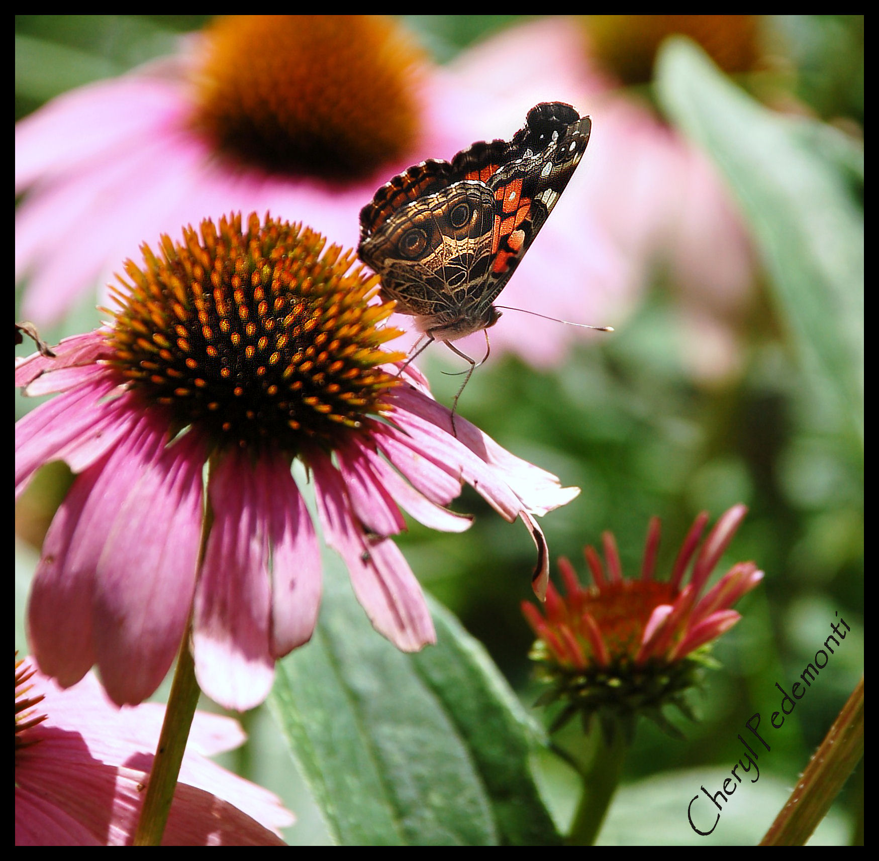Painted Lady Butterfly (user submitted)