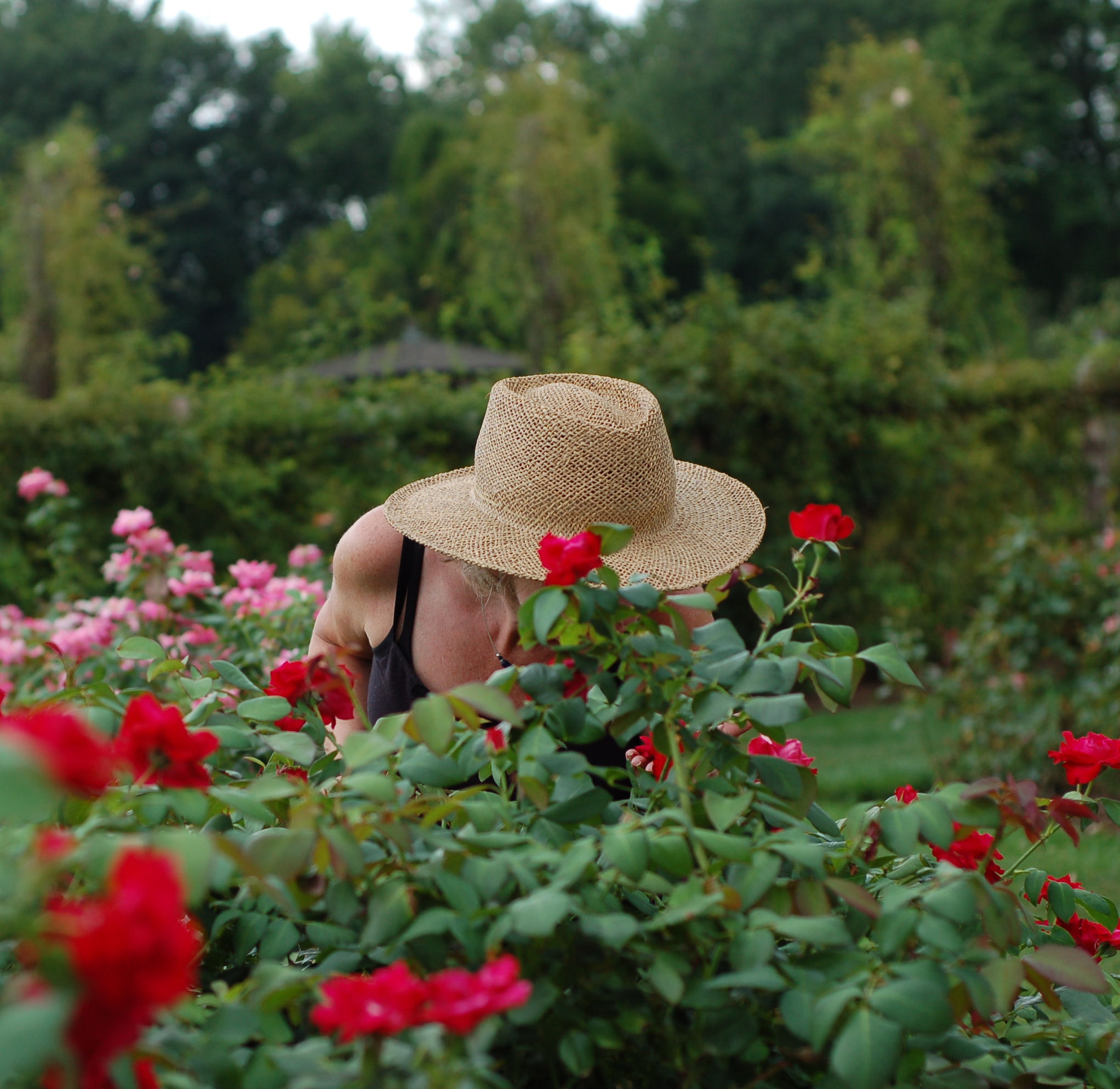 Enjoying The Roses In West Hartford (user submitted)