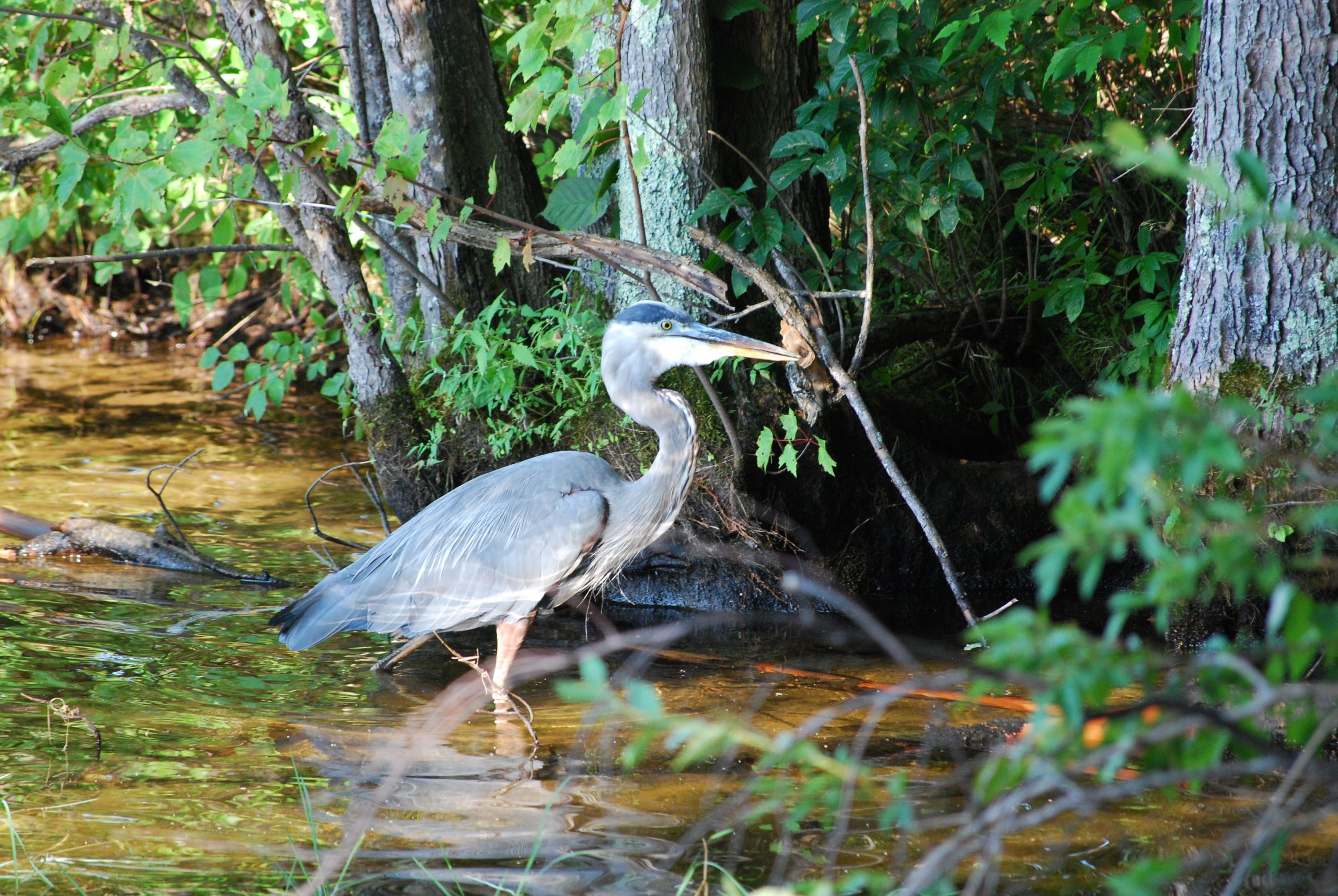 Blue Heron (user submitted)