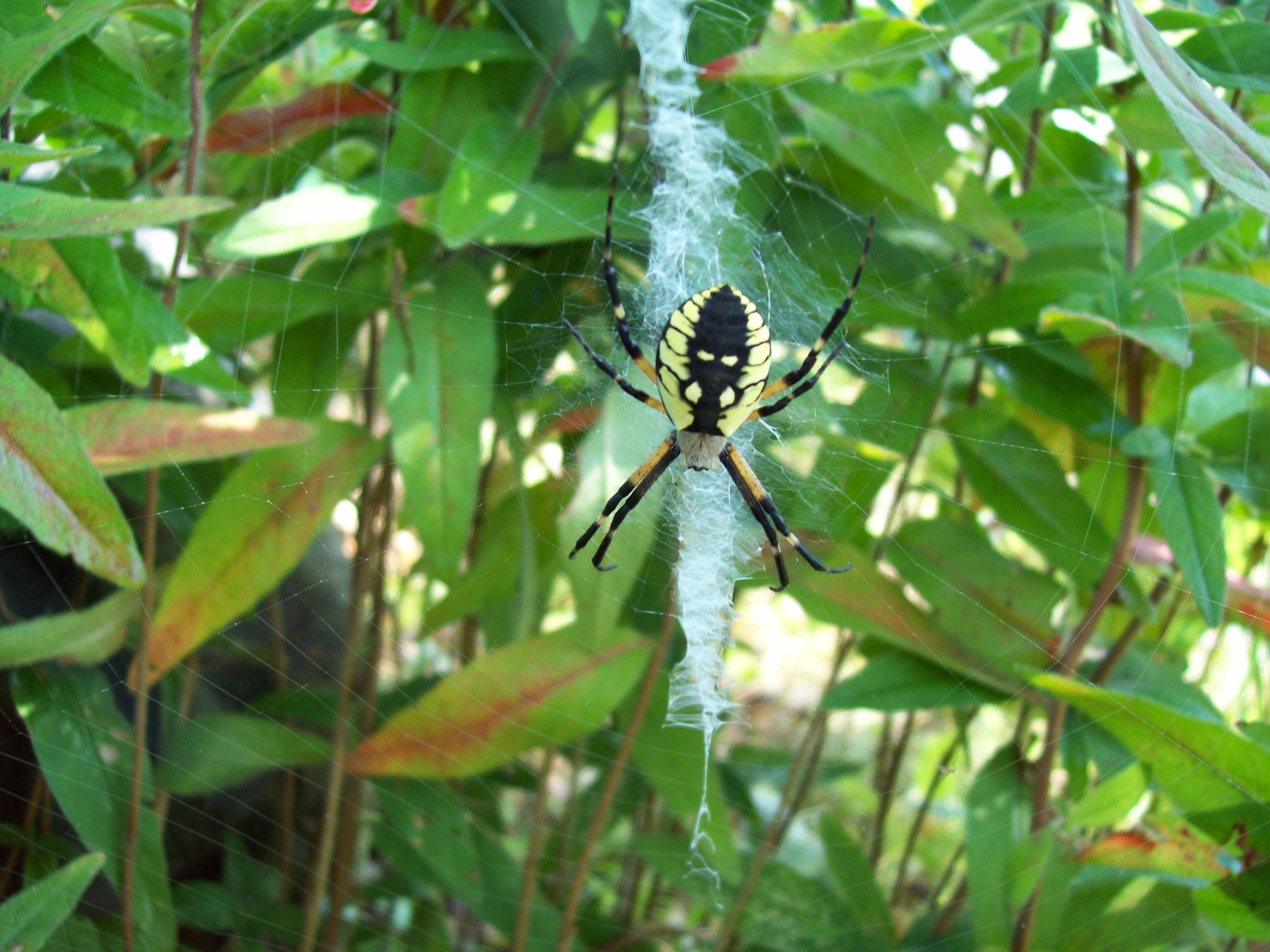 Garden Spider (user submitted)