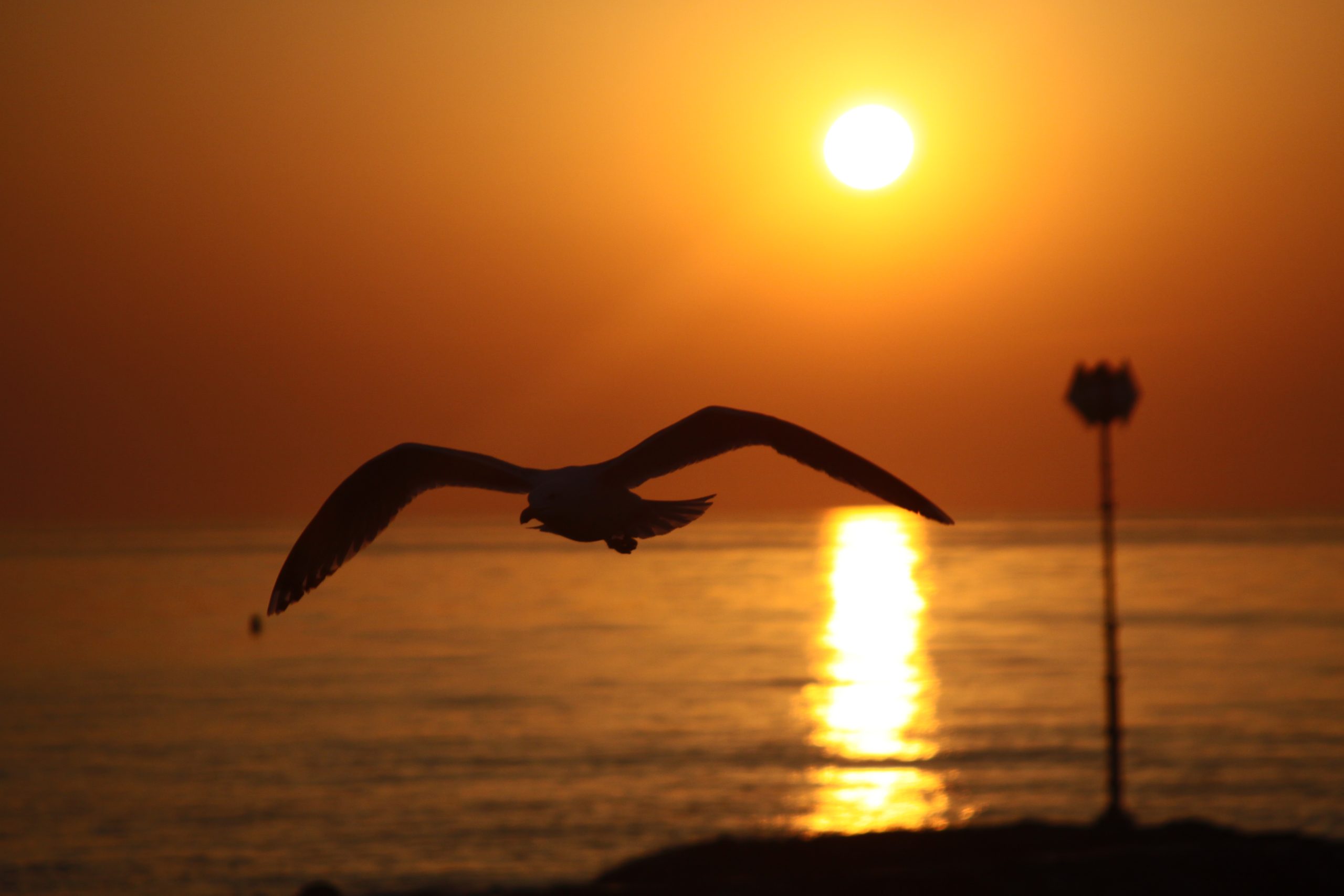 Gull At Dawn In Hampton (user submitted)