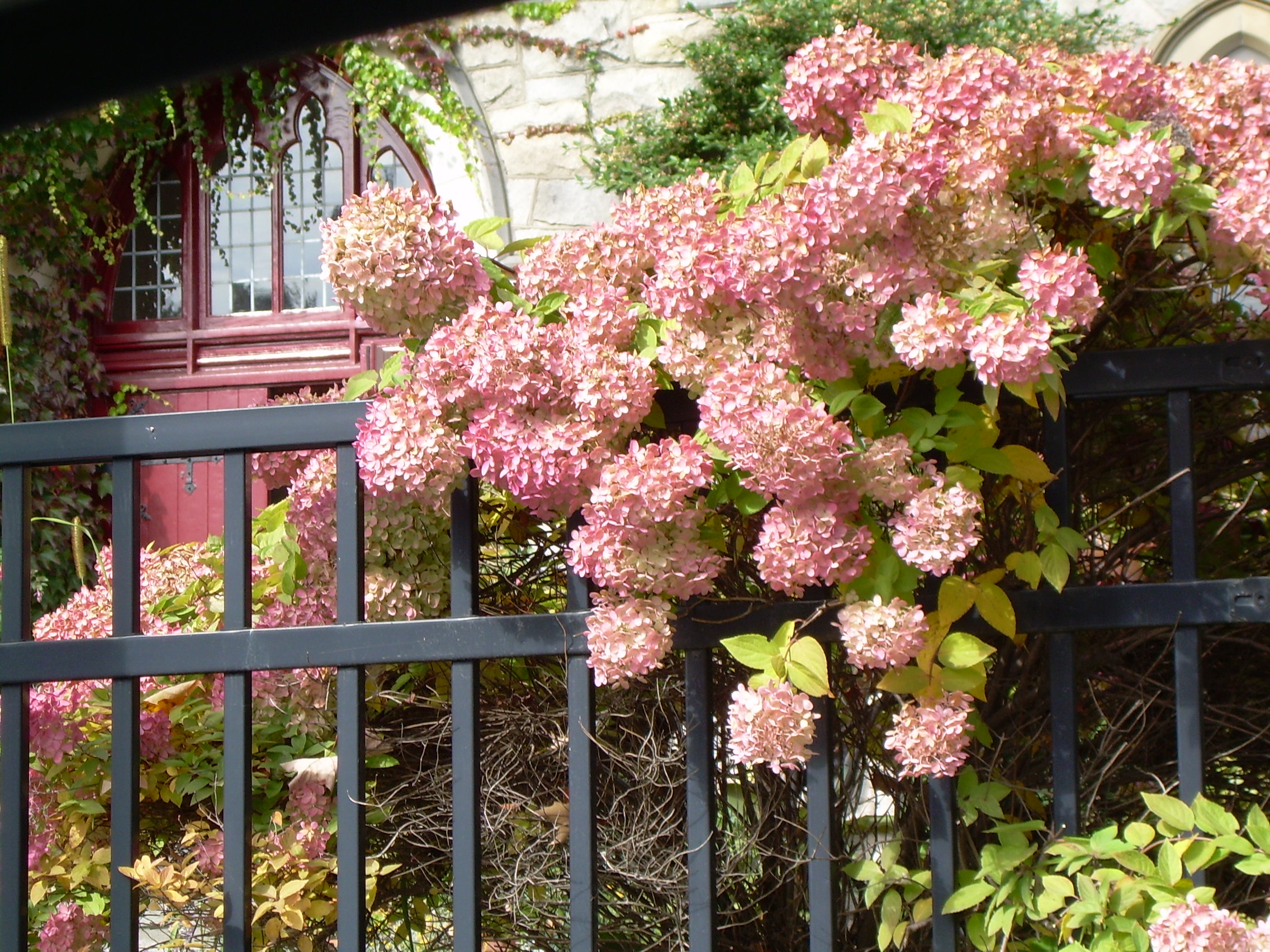 Fall Hydrangeas (user submitted)