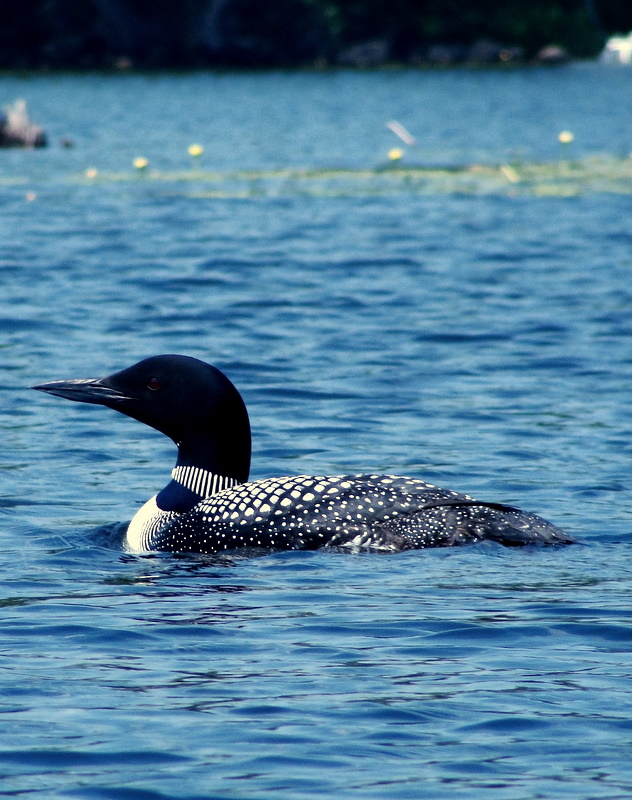 A Dazzling Loon (user submitted)