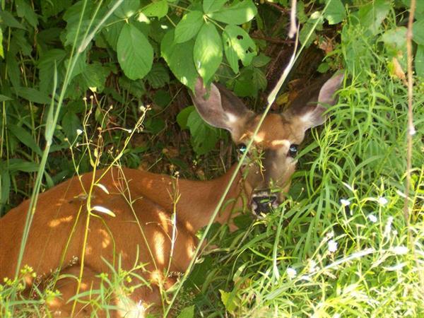 Doe Resting (user submitted)
