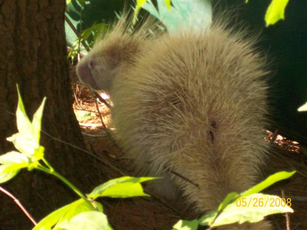 Albino Porcupine (user submitted)