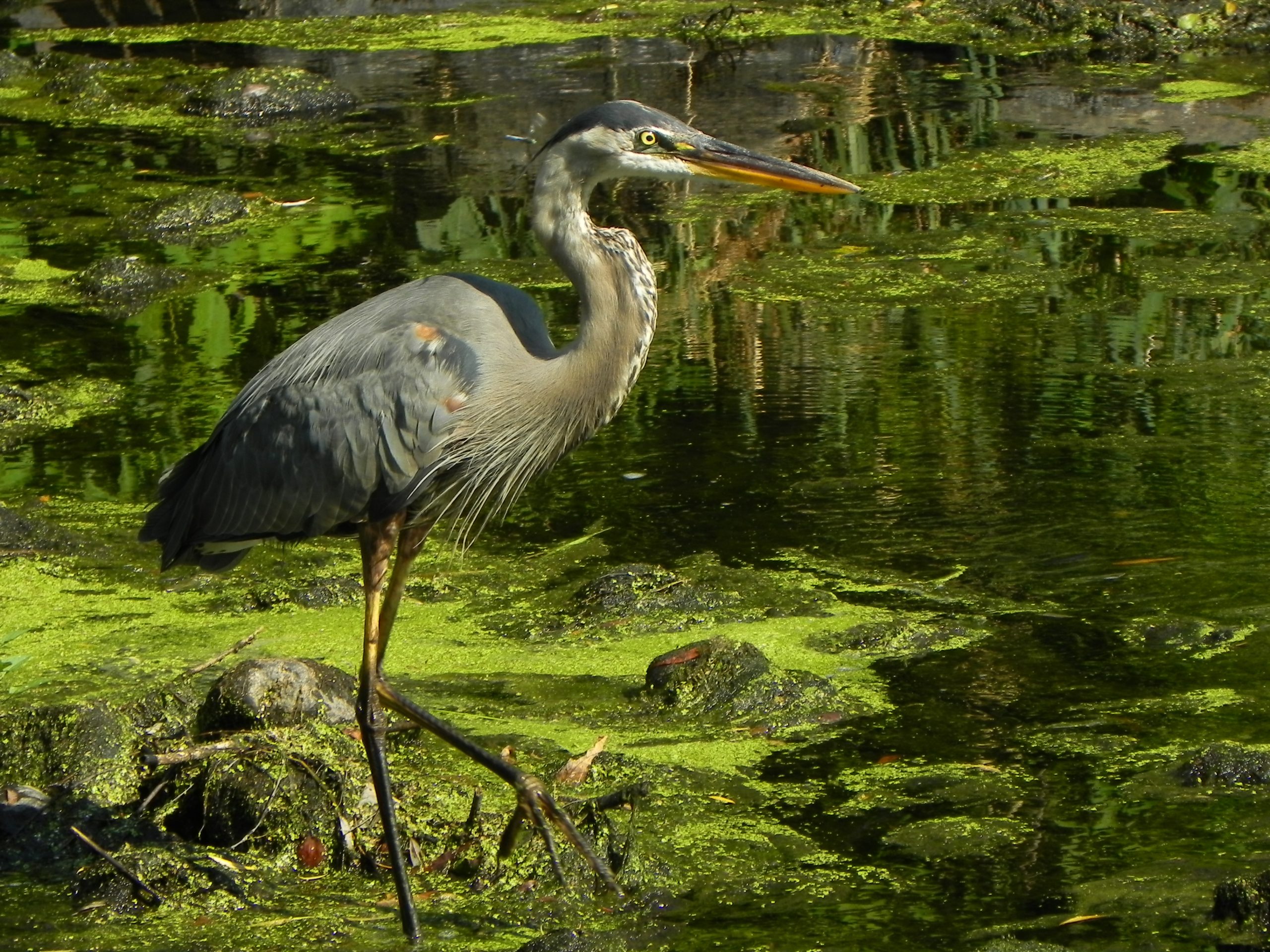Heron Walking Along River Bed (user submitted)
