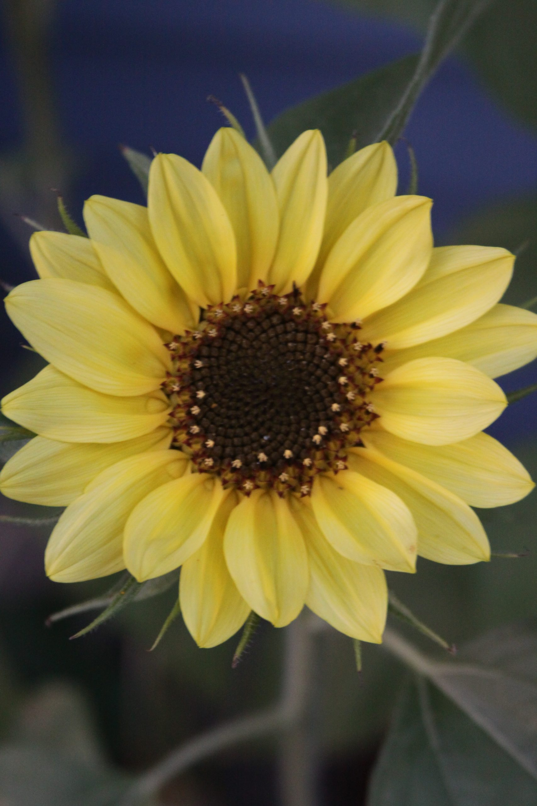 Perfect Sunflower (user submitted)