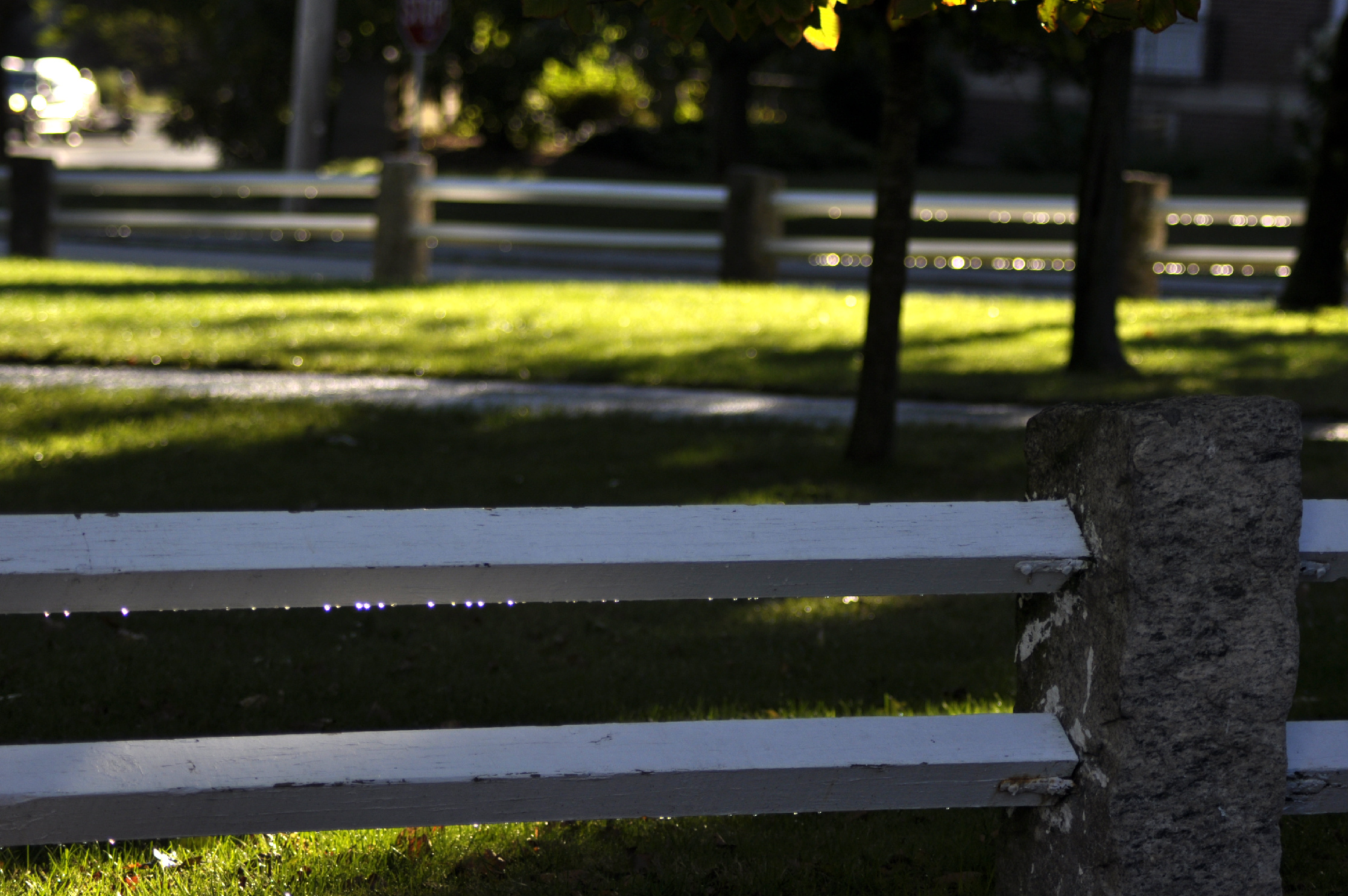 Park Fence With Dew (user submitted)
