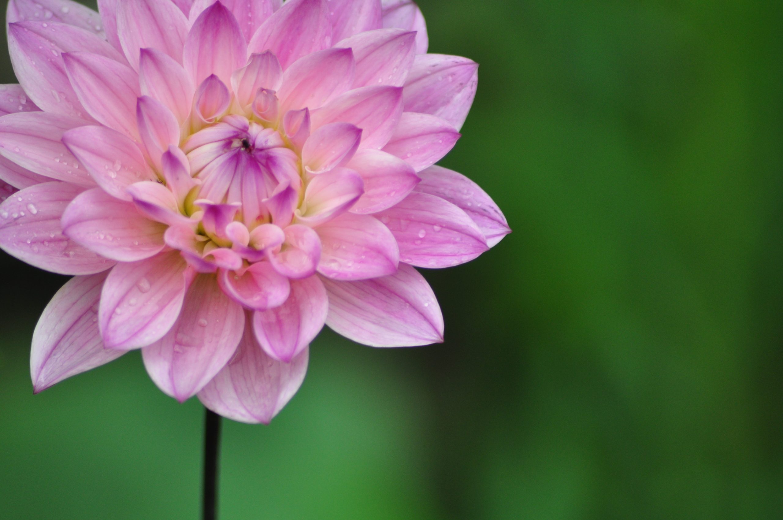 Sweet Pink Dahlia (user submitted)