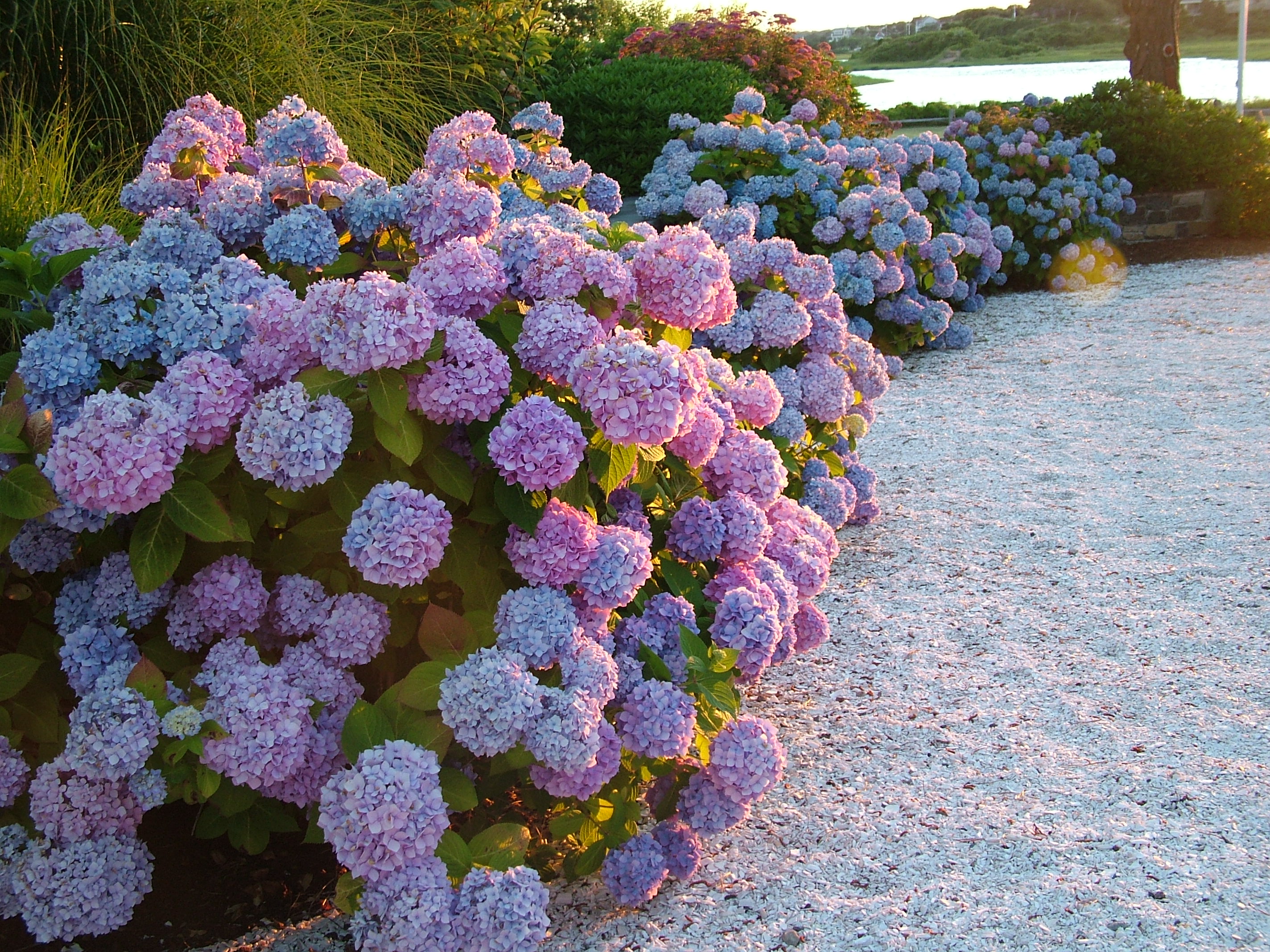 Blue Hydrangeas New England Today