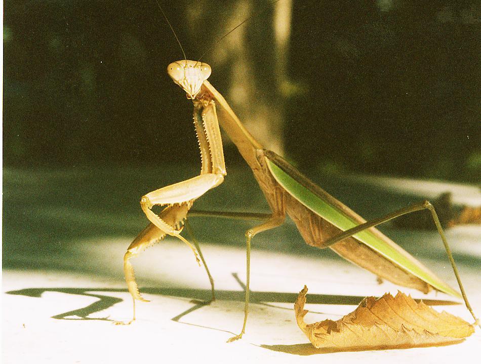 Preying Mantis (user submitted)