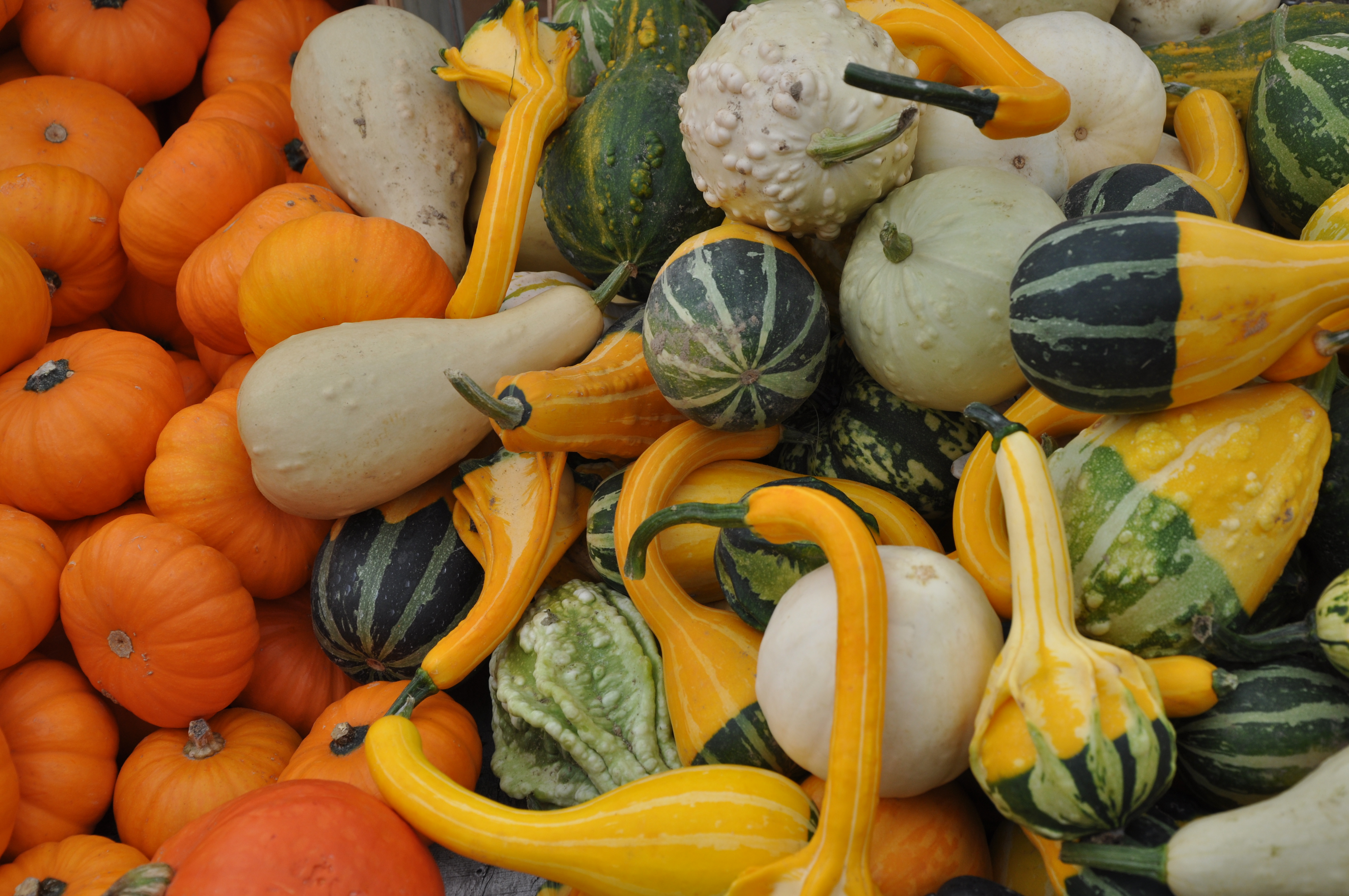 Pumpkins And Gourds - New England Today