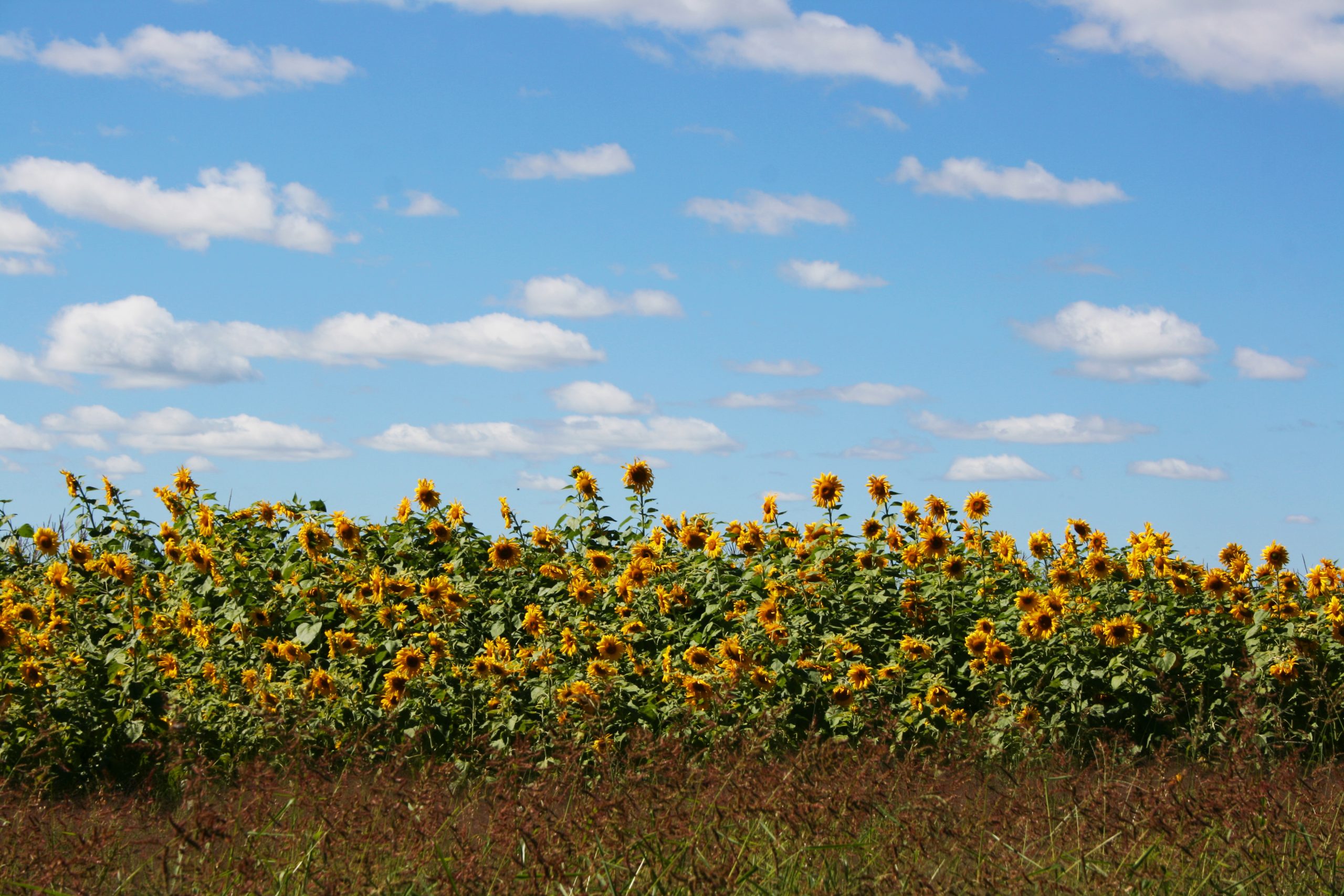 Sunflowers/corn Field (user submitted)